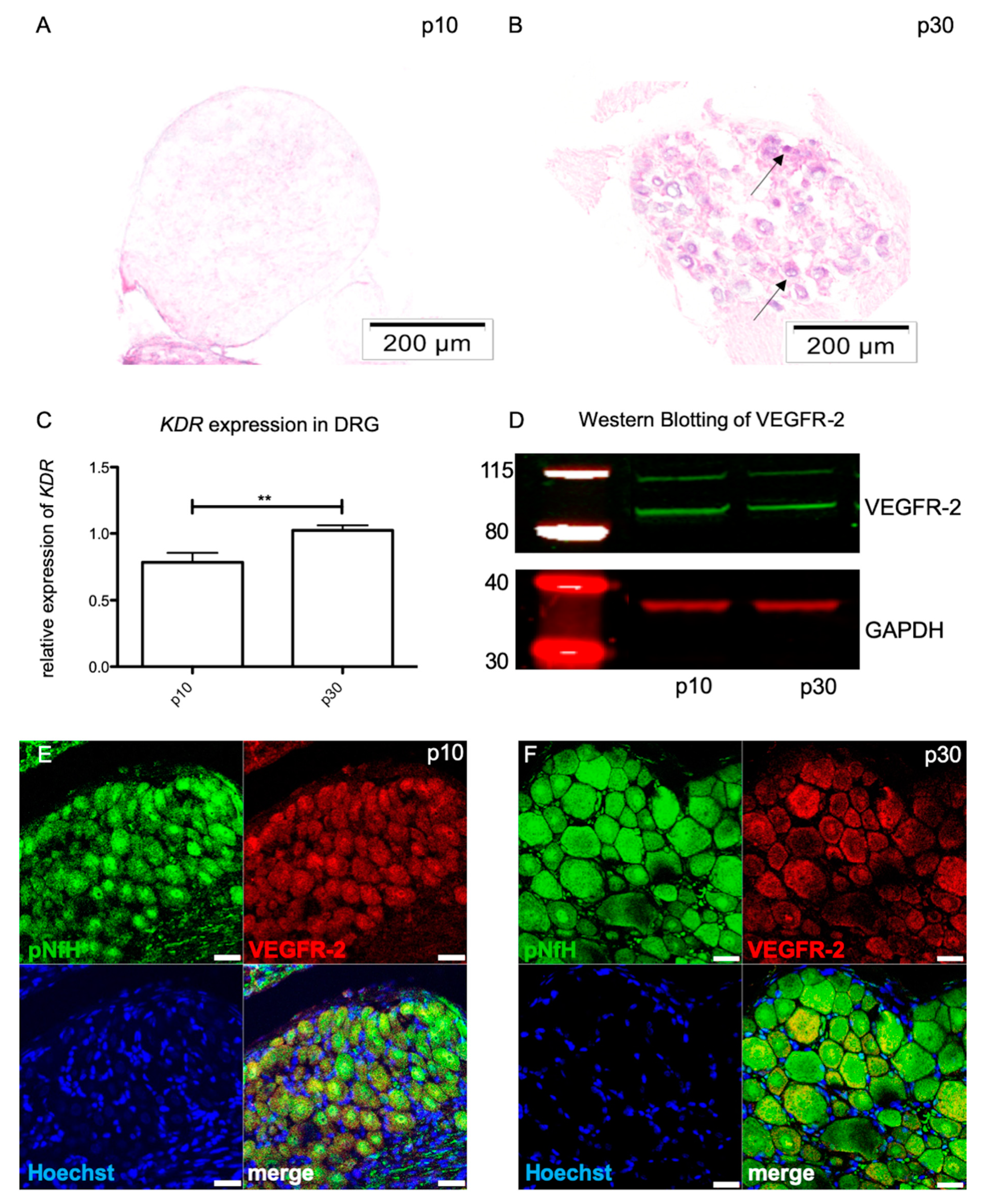 Ijms 21 03839 g001 Ijms 21 03839 g001