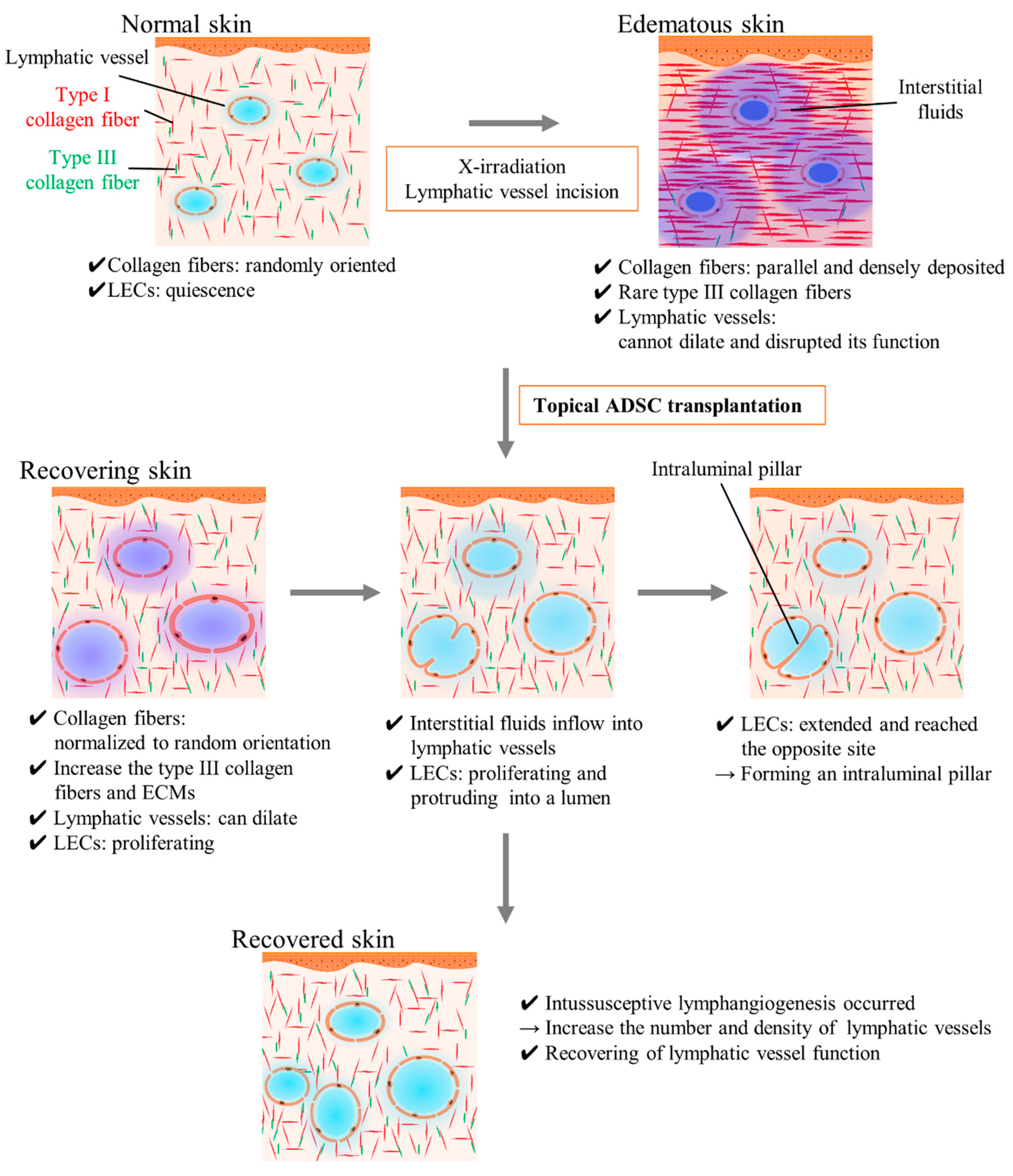 Ijms 21 03885 g007 Ijms 21 03885 g007
