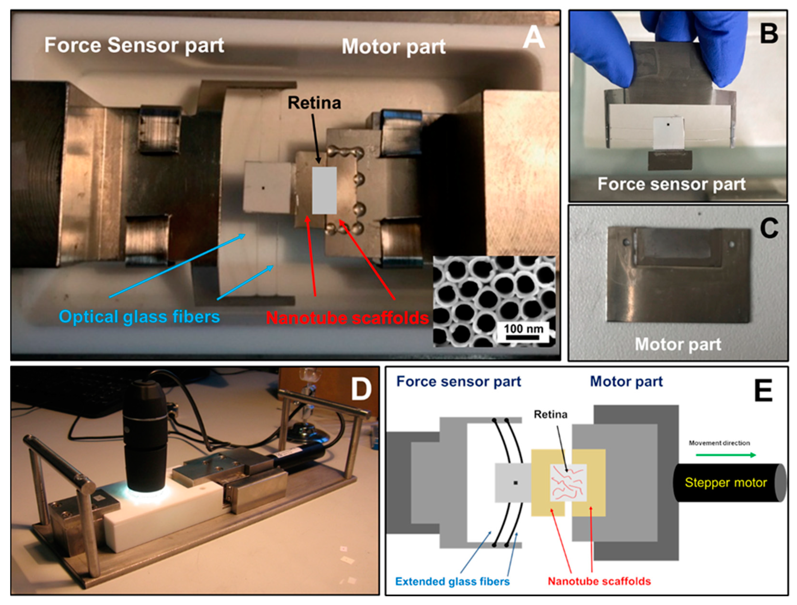 Ijms 21 03889 g001 Ijms 21 03889 g001