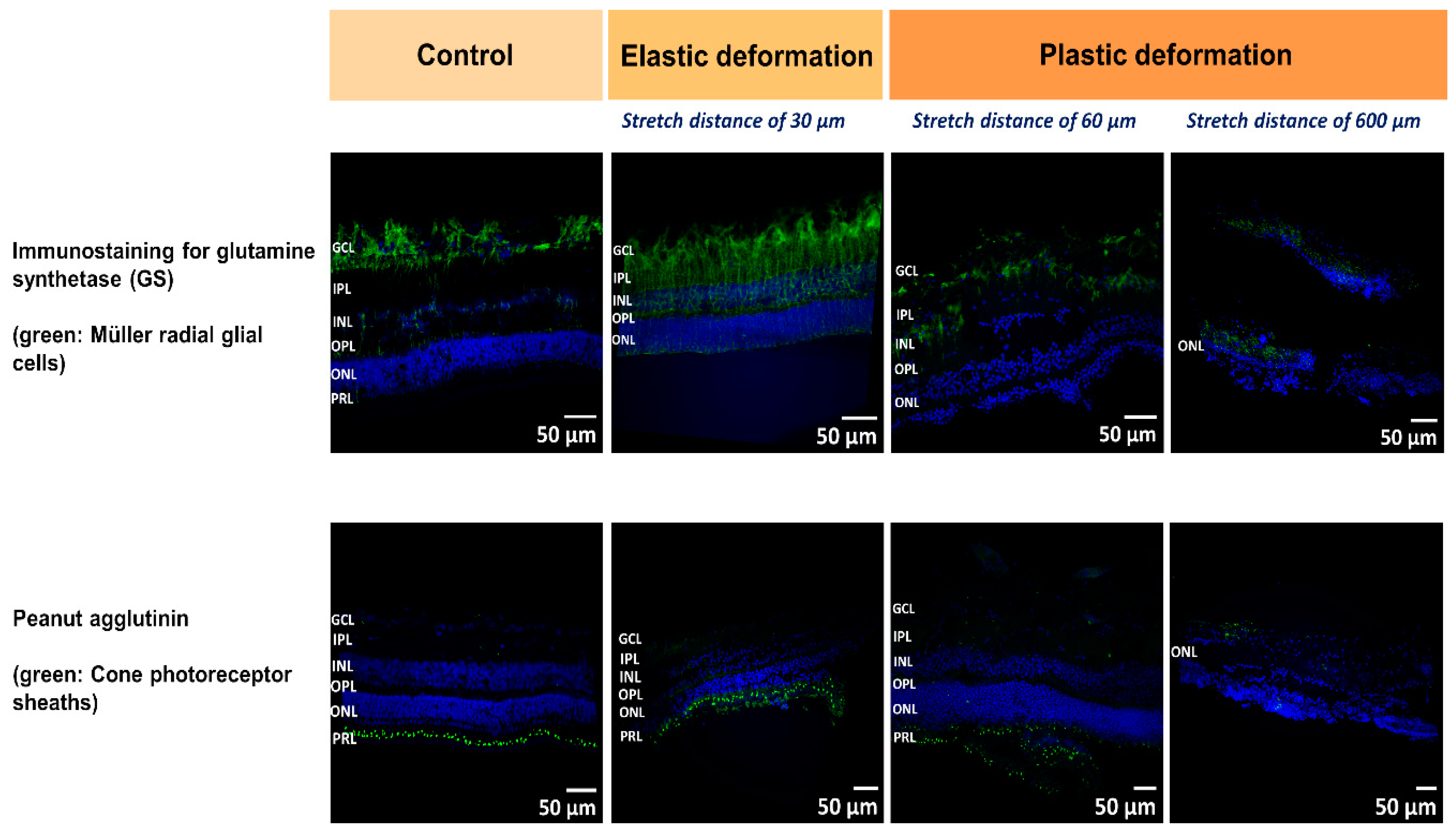 Ijms 21 03889 g005 Ijms 21 03889 g005