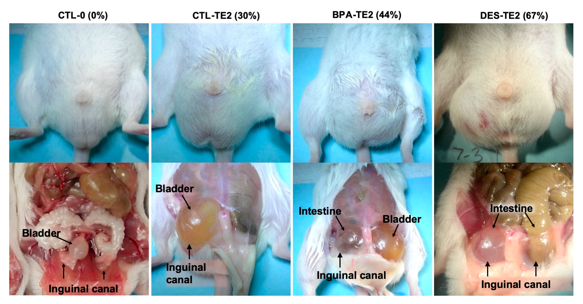 Ijms 21 03902 g004 Ijms 21 03902 g004