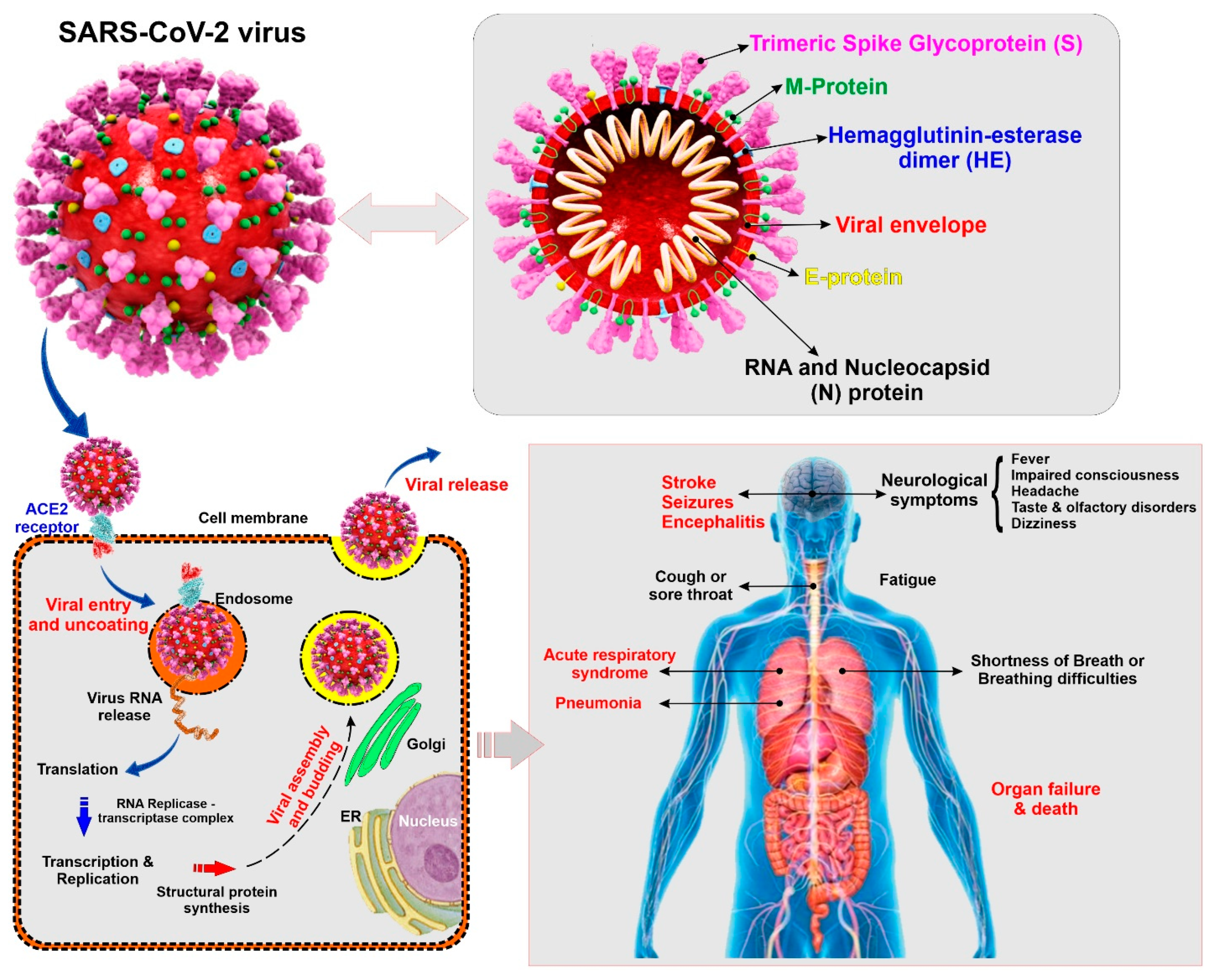Ijms 21 03916 g001 Ijms 21 03916 g001
