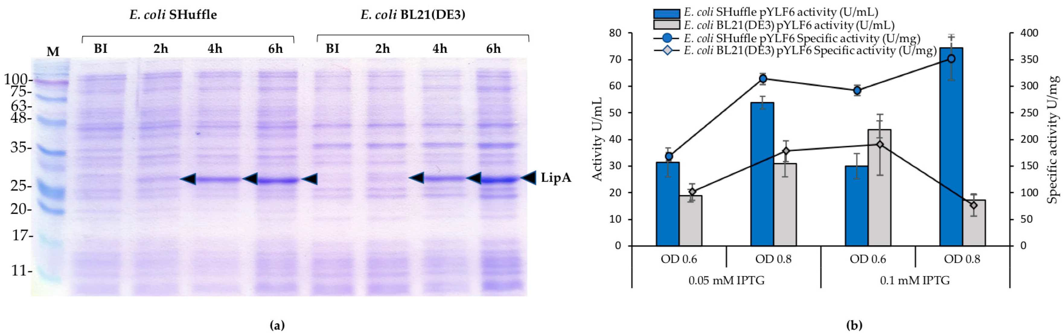 Ijms 21 03925 g002 Ijms 21 03925 g002