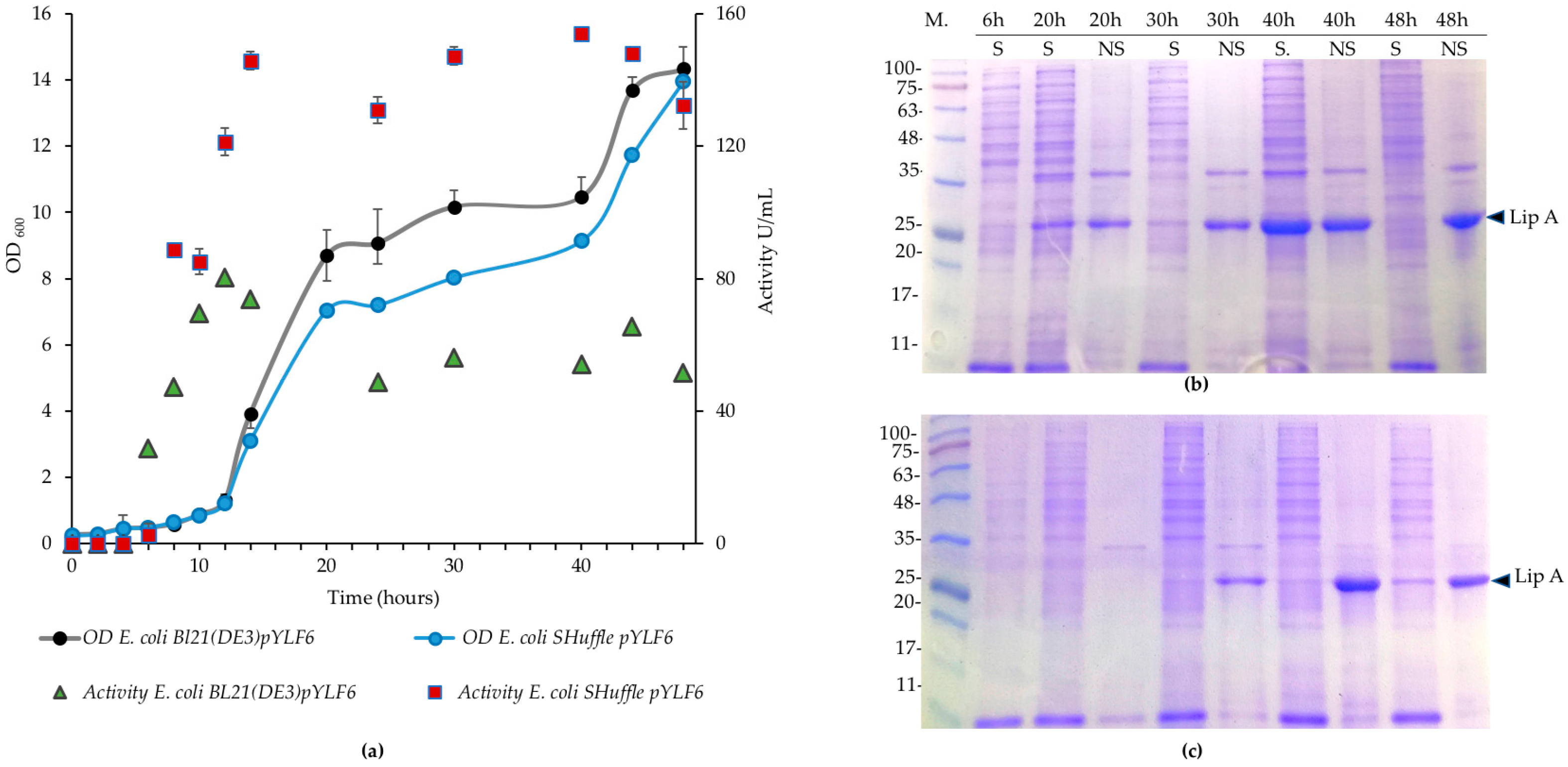 Ijms 21 03925 g004 Ijms 21 03925 g004