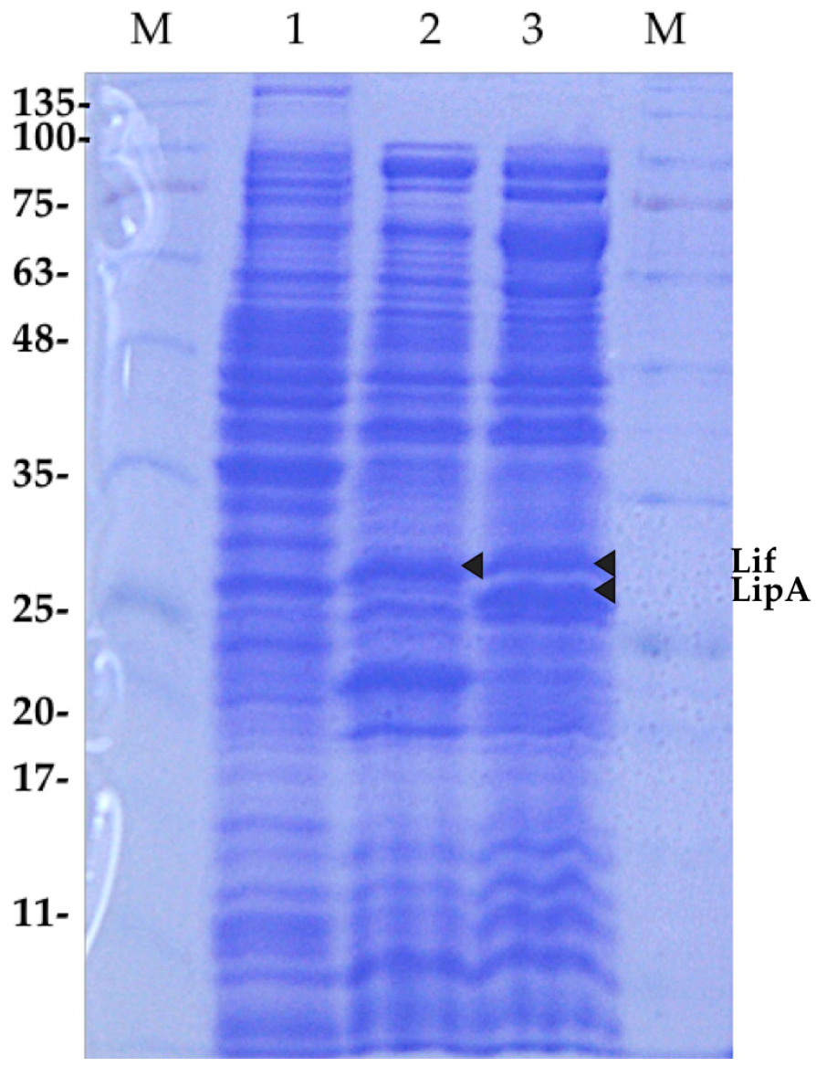 Ijms 21 03925 g0a1 Ijms 21 03925 g0a1