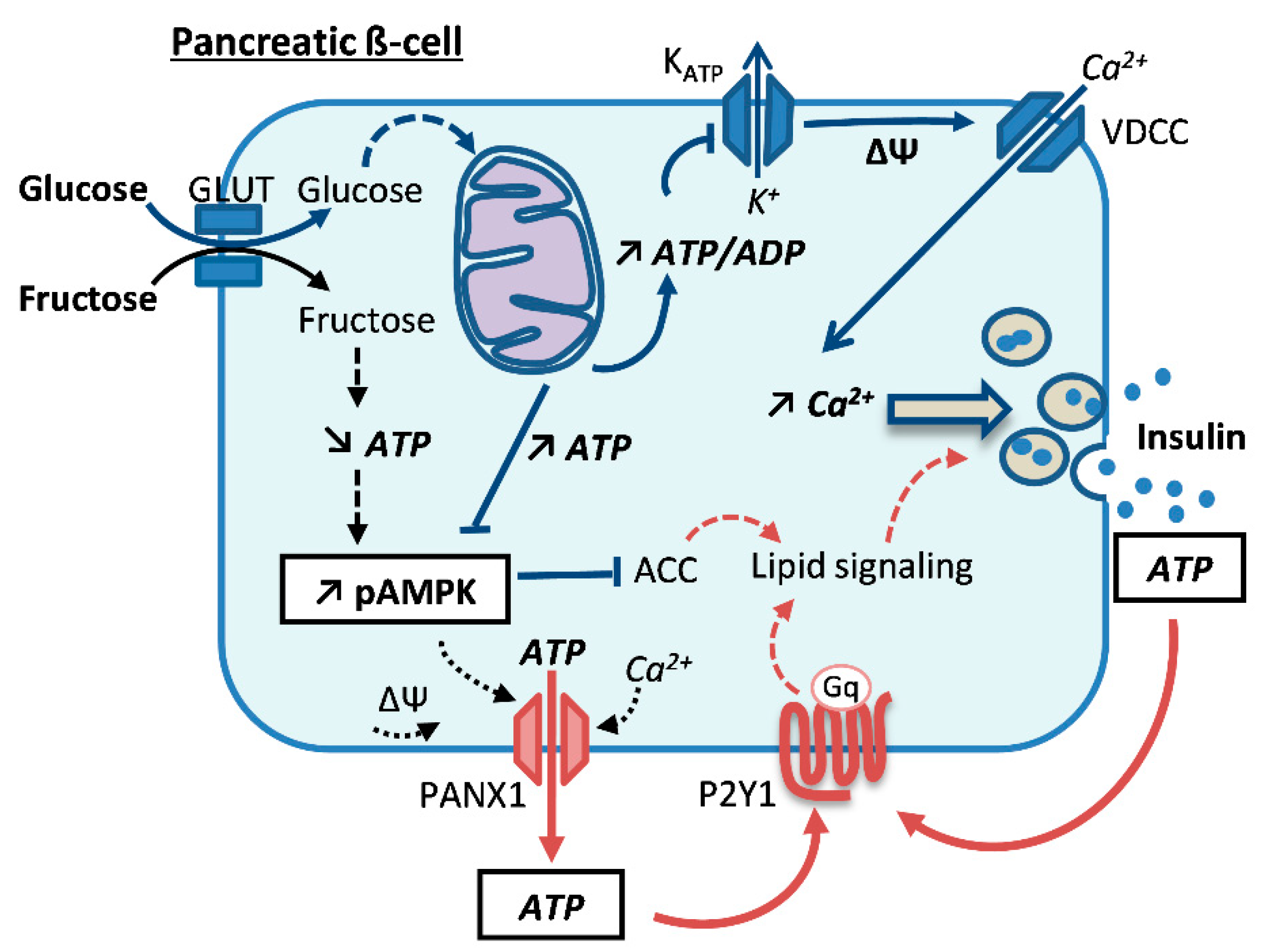 Ijms 21 03982 g001 Ijms 21 03982 g001