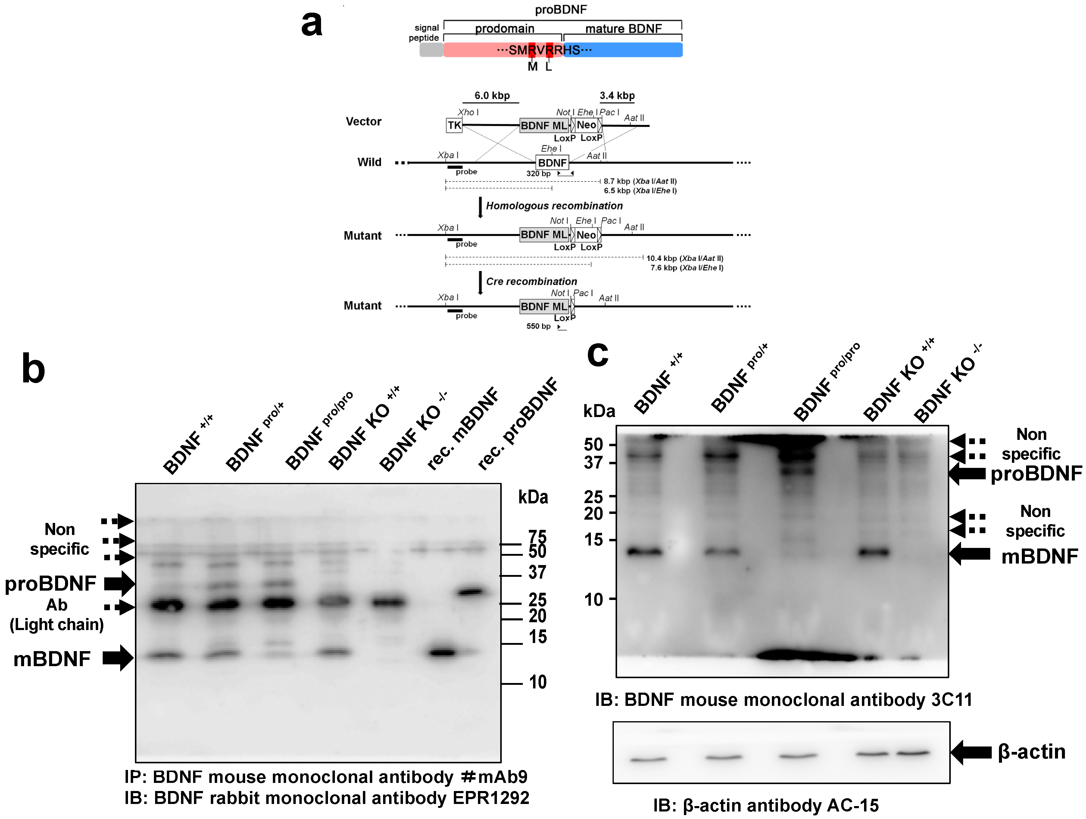 Ijms 21 03984 g001 Ijms 21 03984 g001