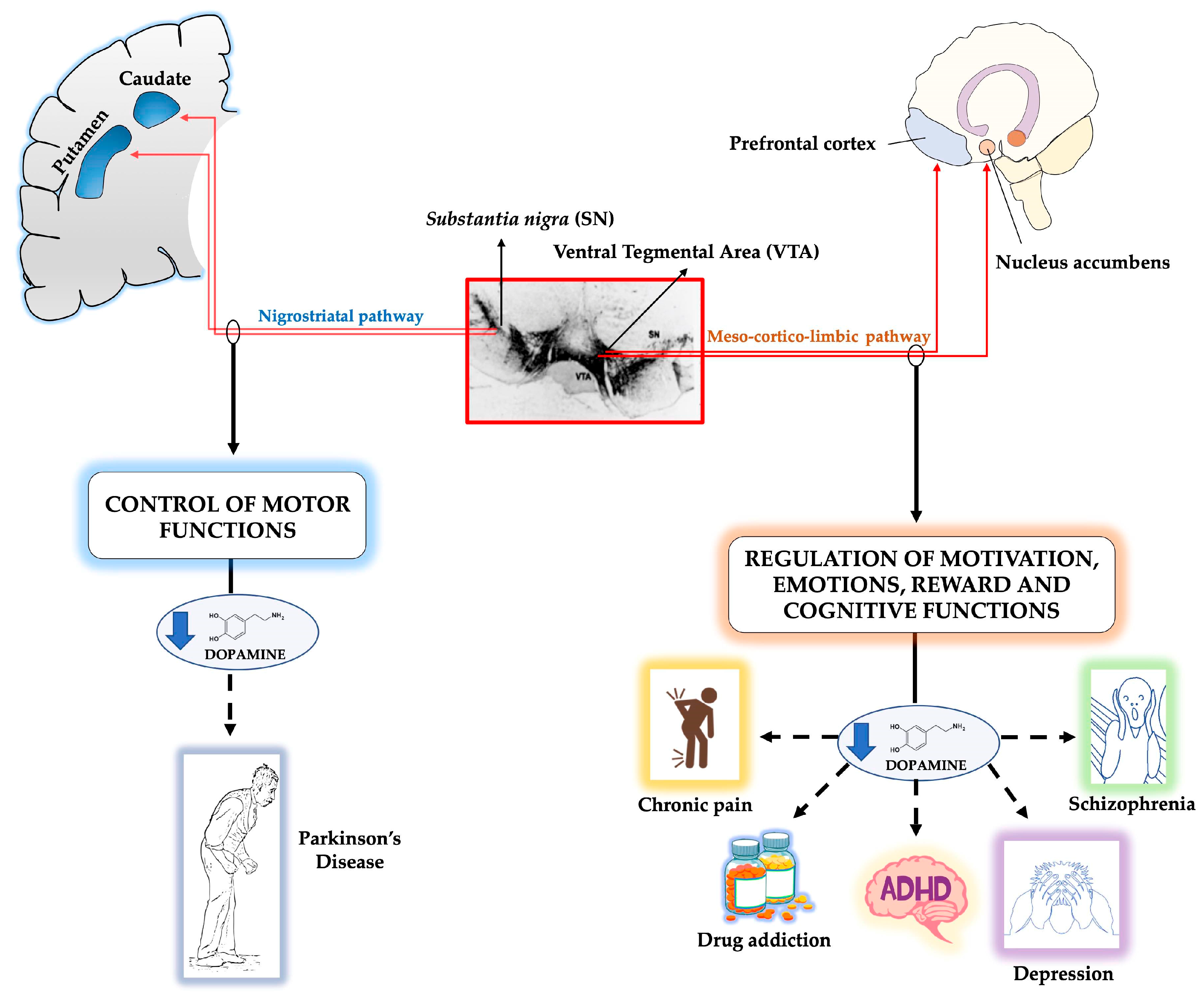 Ijms 21 03995 g001 Ijms 21 03995 g001