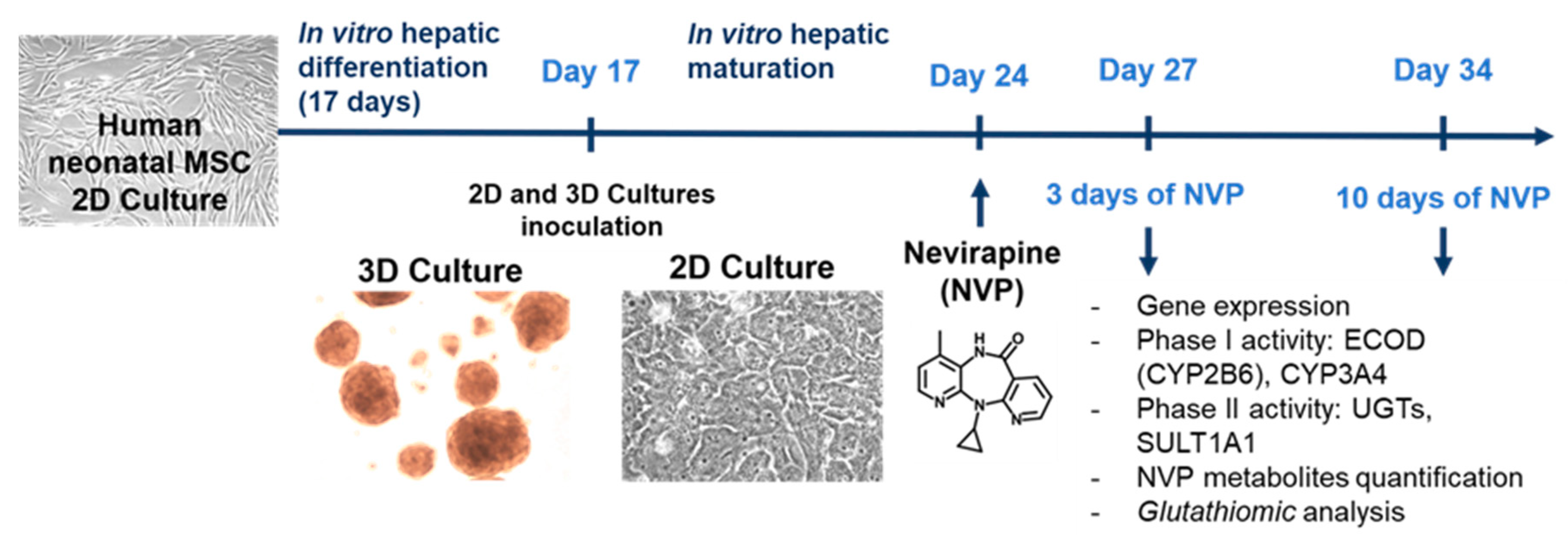 Ijms 21 03998 g007 Ijms 21 03998 g007