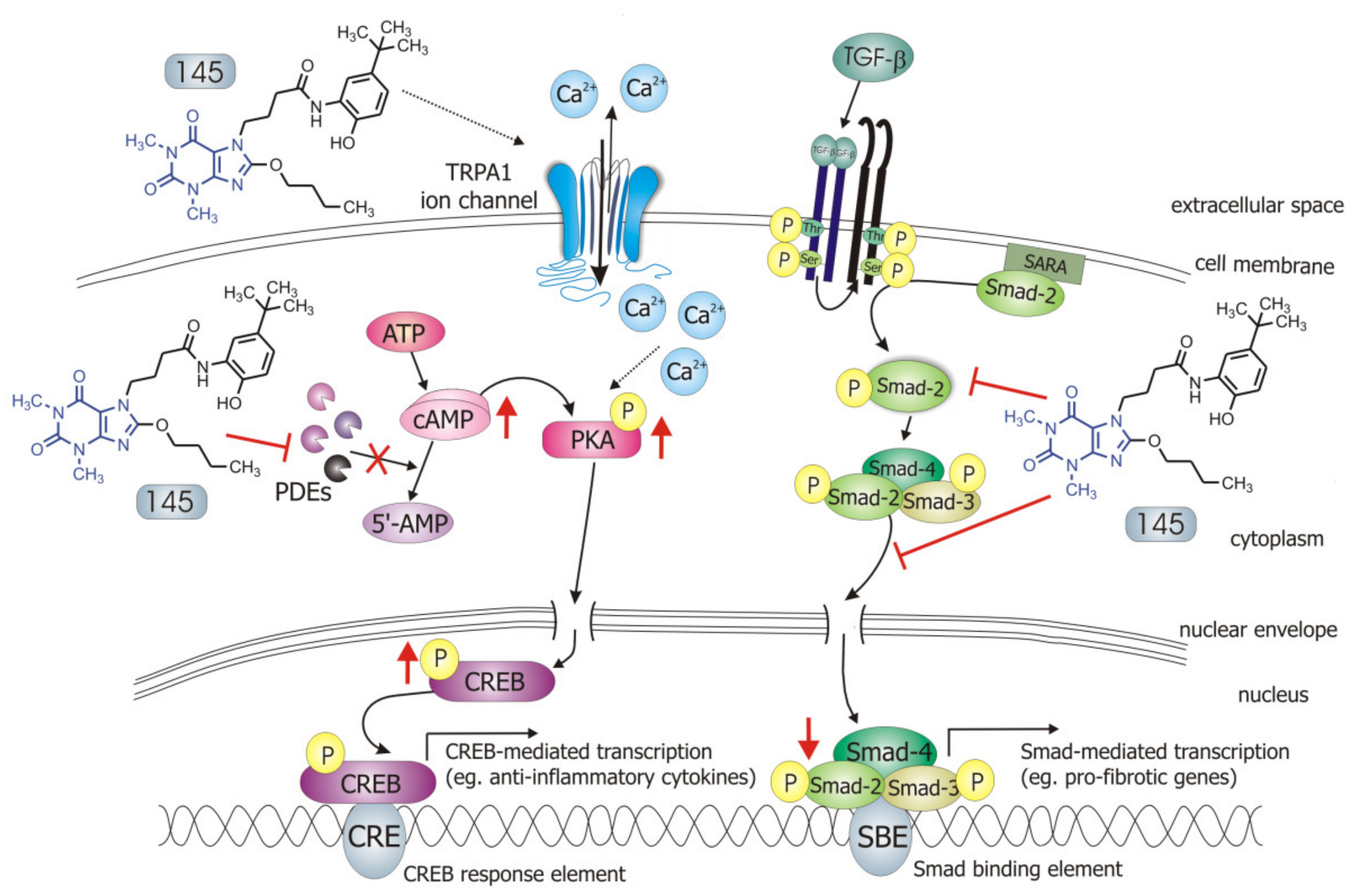 Ijms 21 04008 g008 Ijms 21 04008 g008