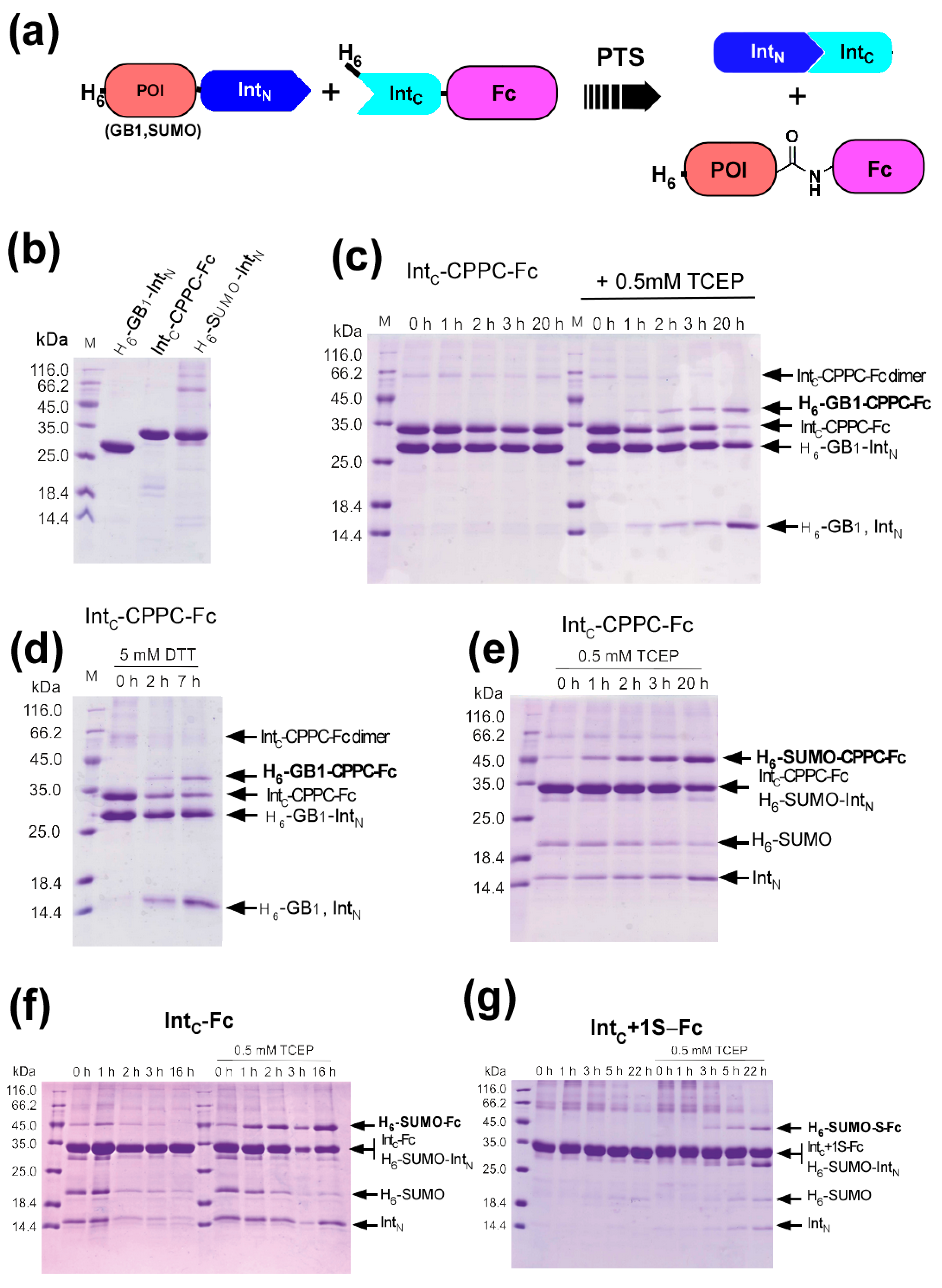 Ijms 21 04011 g005 Ijms 21 04011 g005