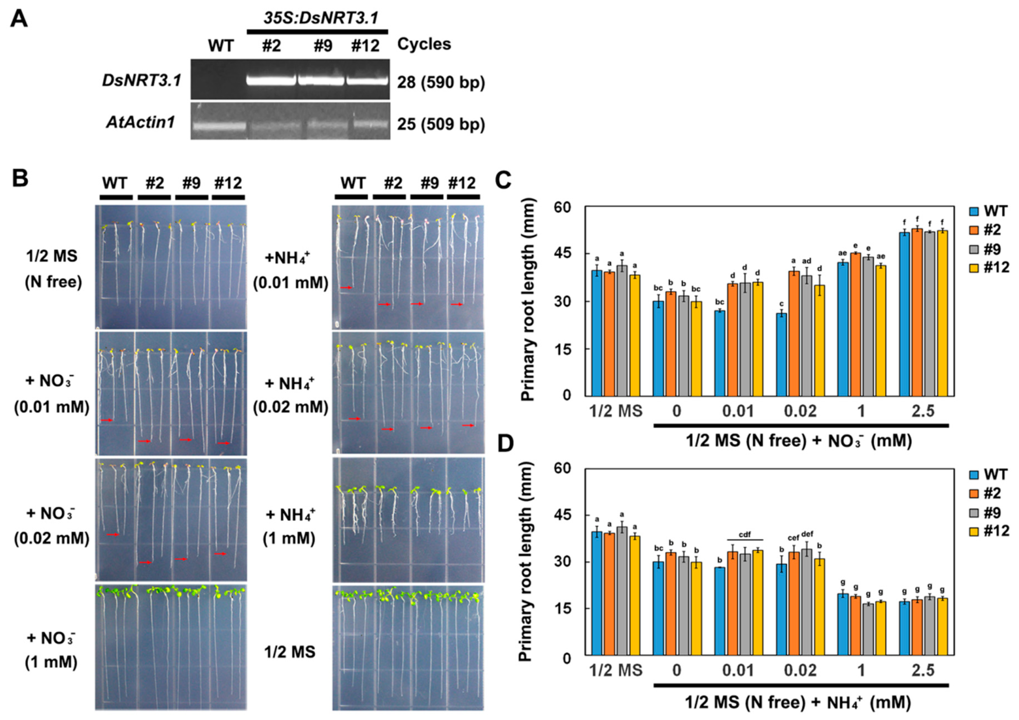 Ijms 21 04027 g003 Ijms 21 04027 g003