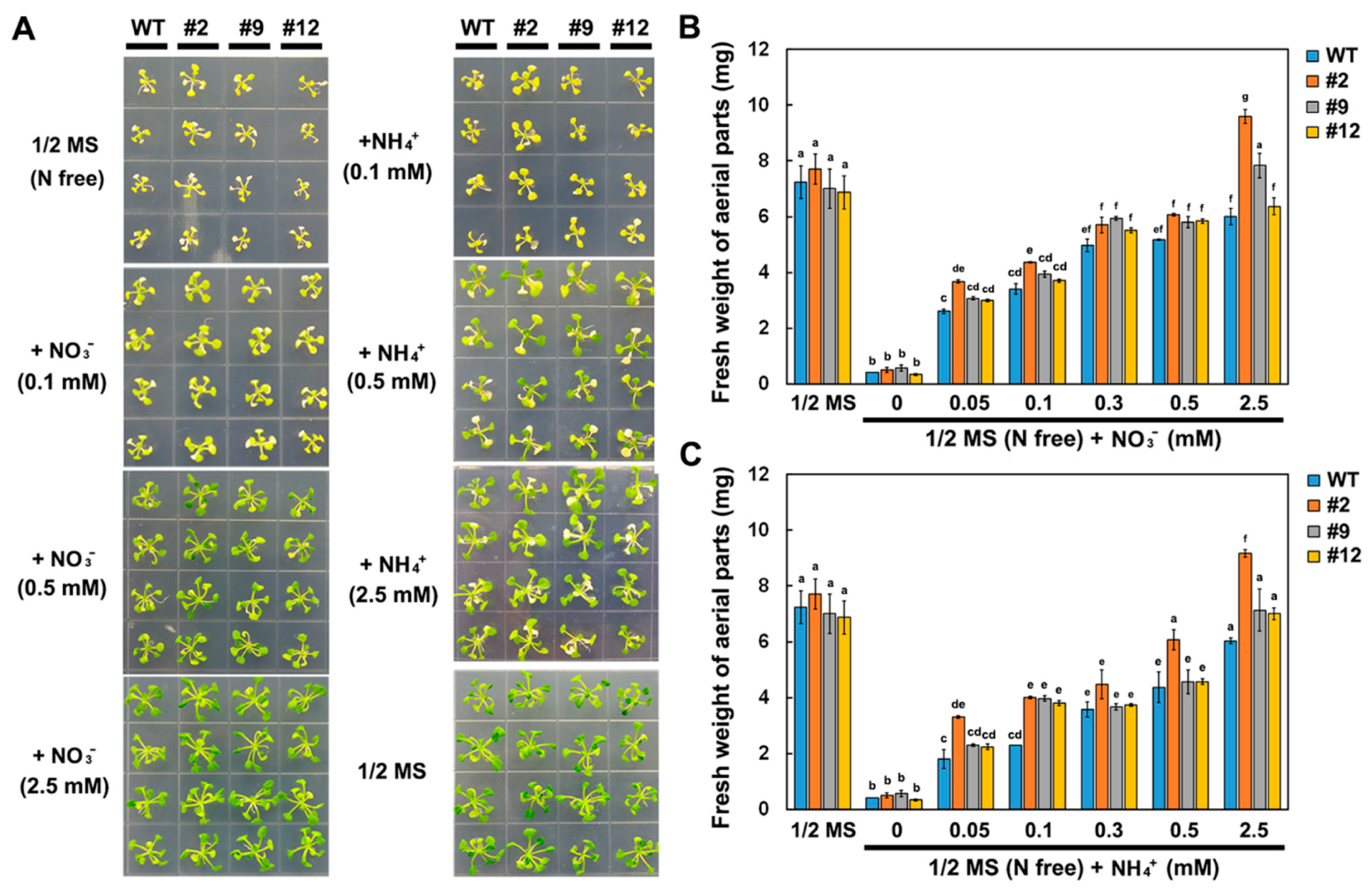 Ijms 21 04027 g004 Ijms 21 04027 g004