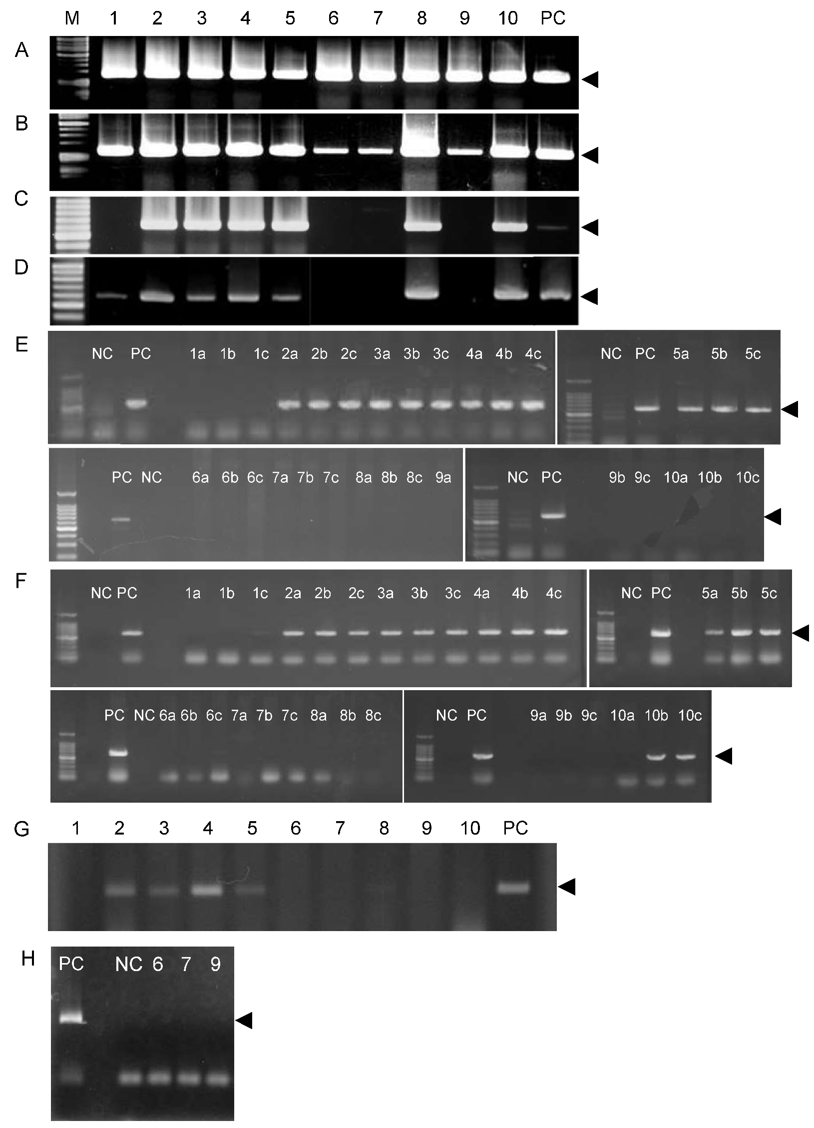 Ijms 21 04033 g003 Ijms 21 04033 g003