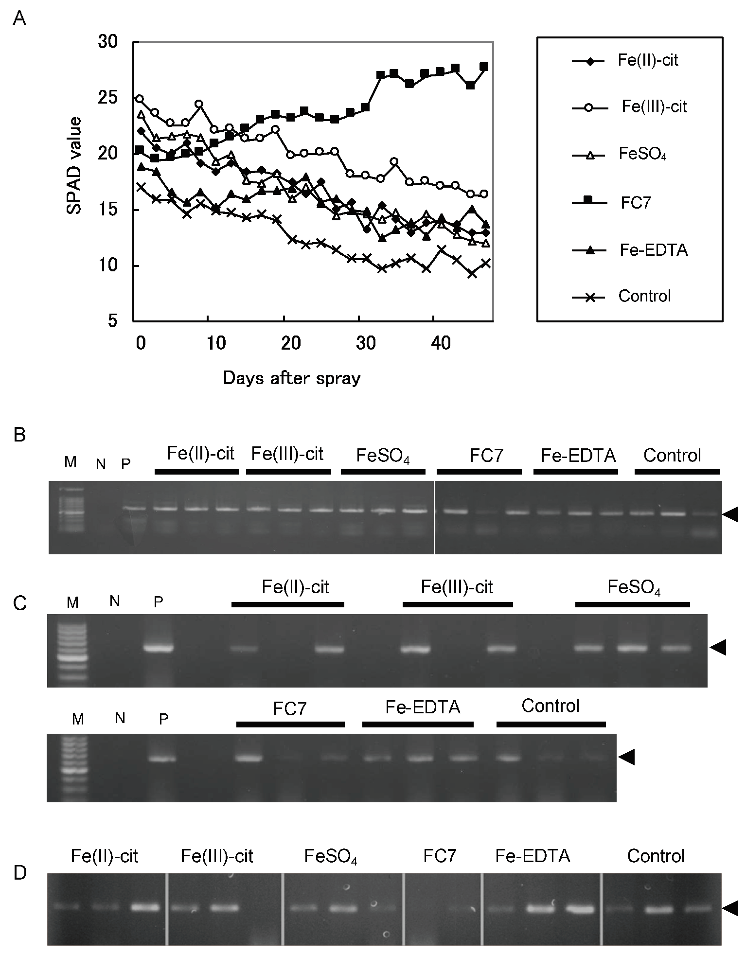 Ijms 21 04033 g004 Ijms 21 04033 g004