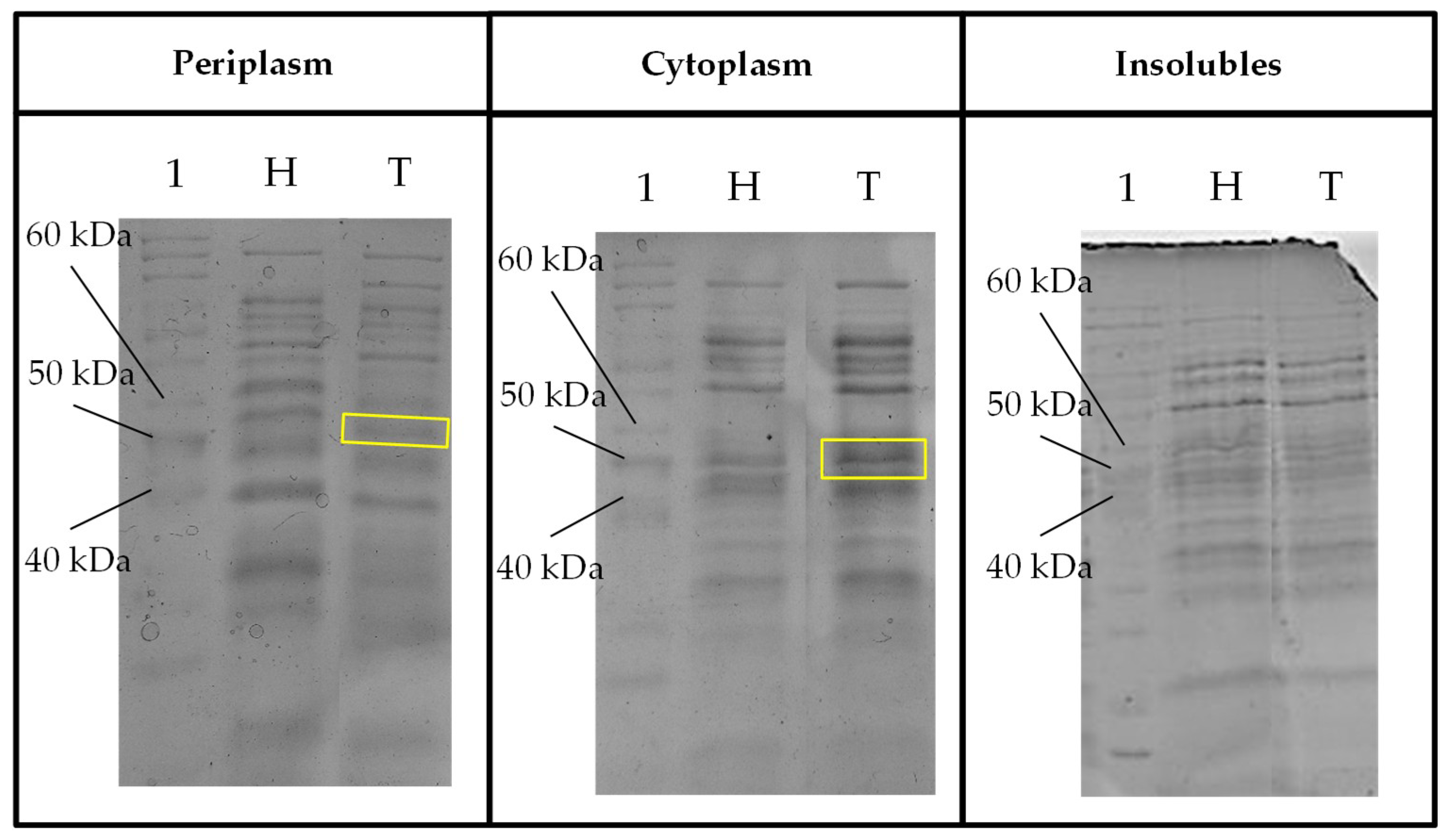 Ijms 21 04035 g007 Ijms 21 04035 g007