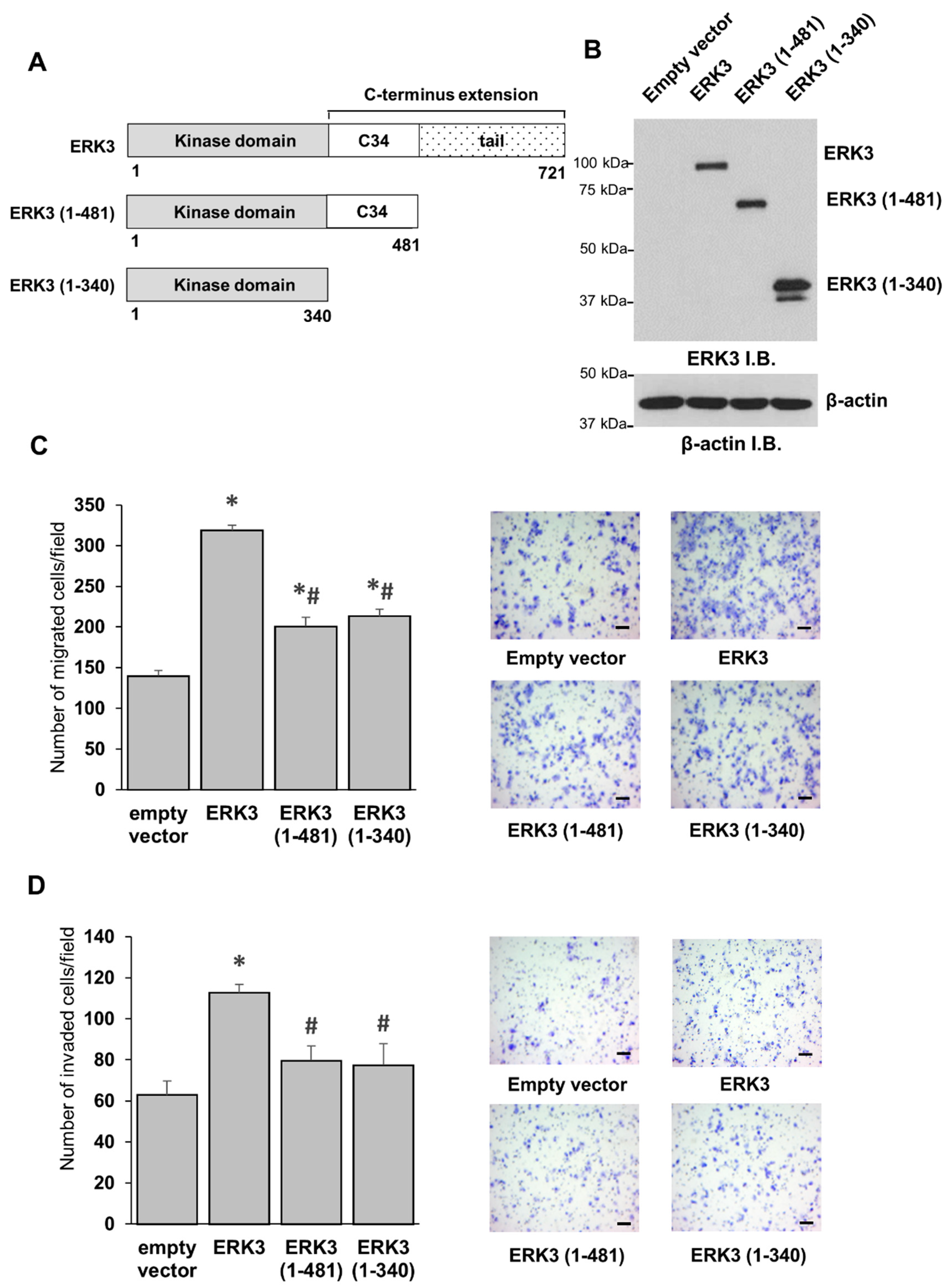 Ijms 21 04044 g001 Ijms 21 04044 g001