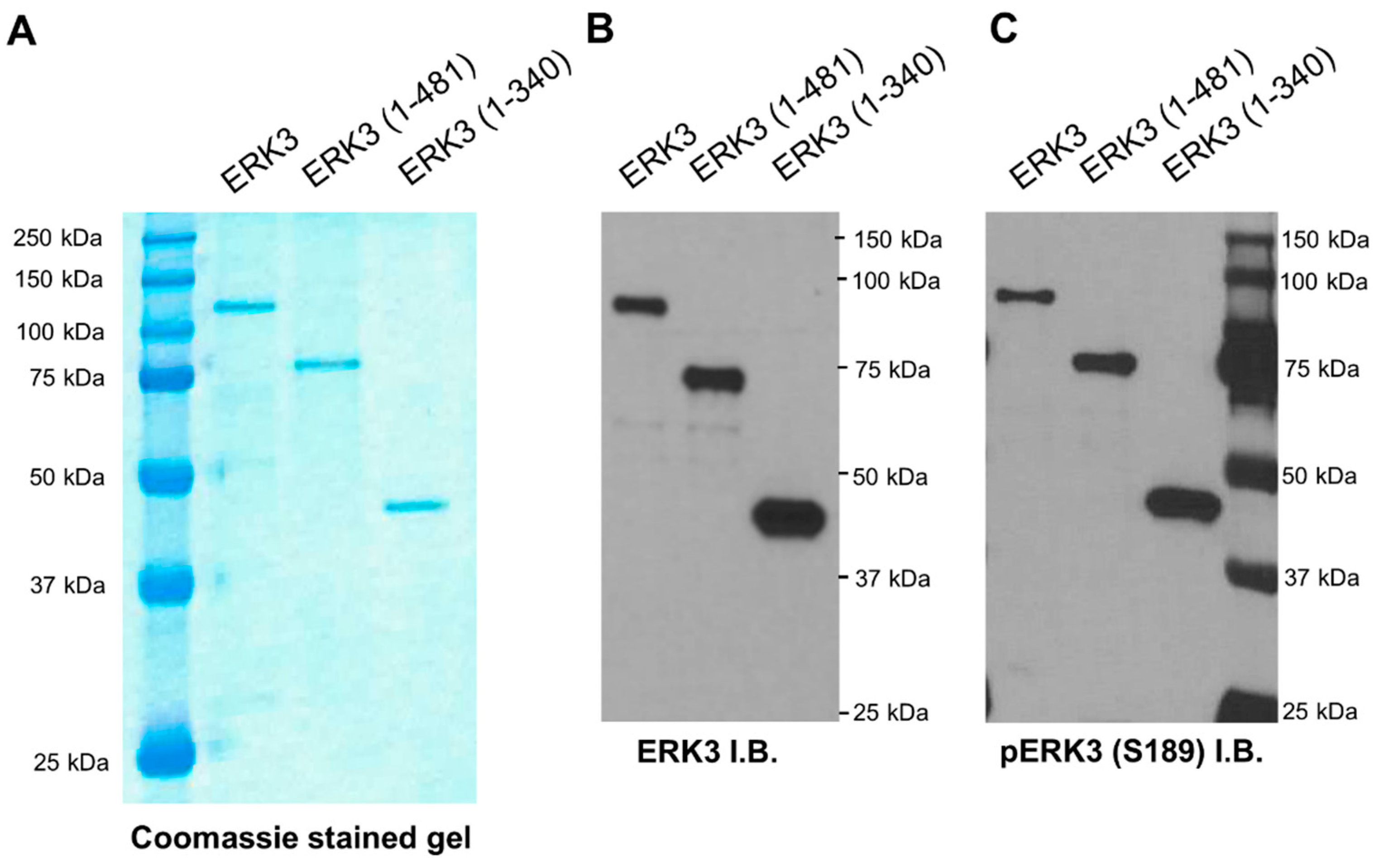Ijms 21 04044 g002 Ijms 21 04044 g002