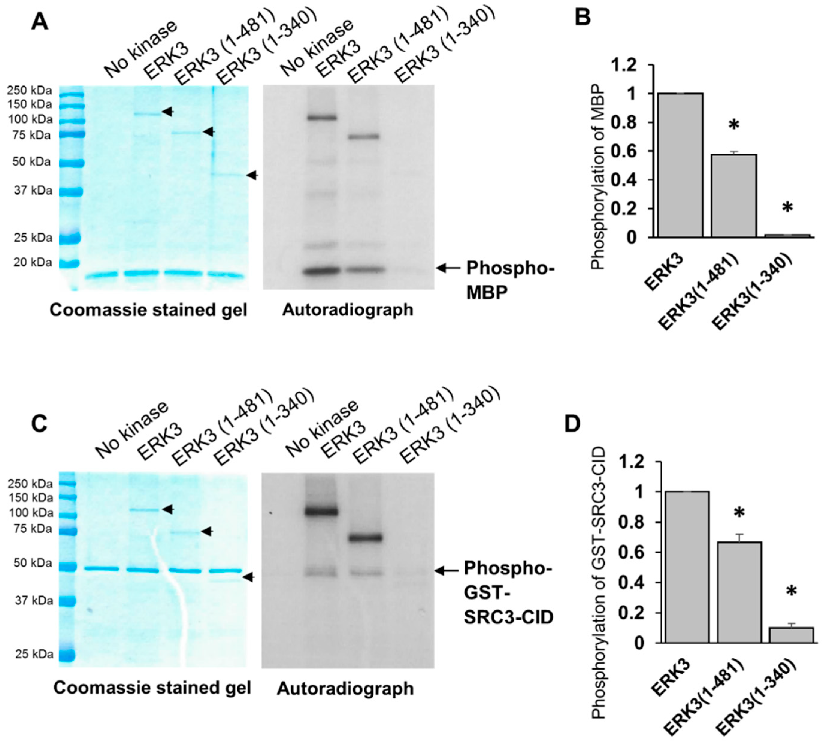 Ijms 21 04044 g003 Ijms 21 04044 g003