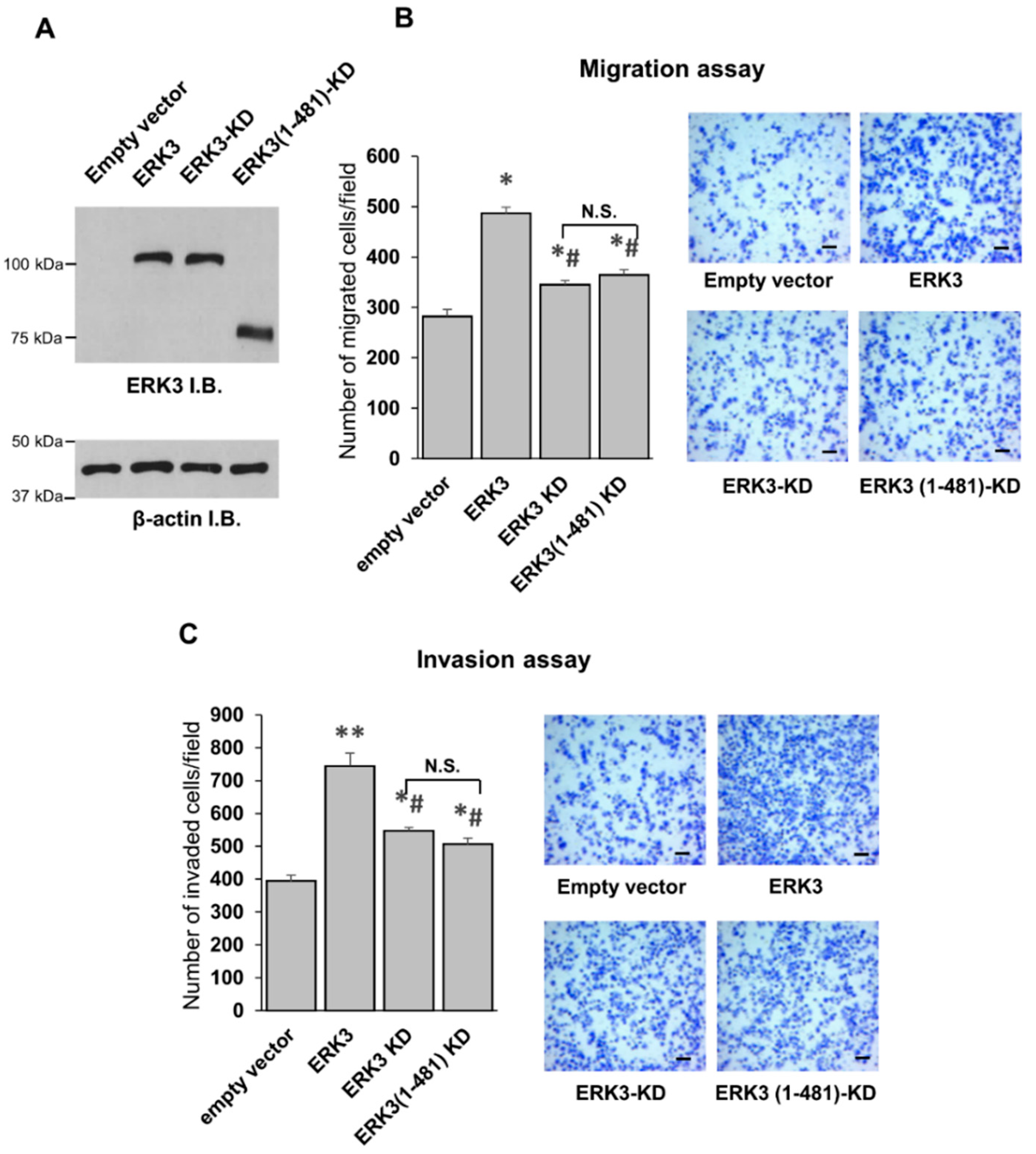 Ijms 21 04044 g004 Ijms 21 04044 g004