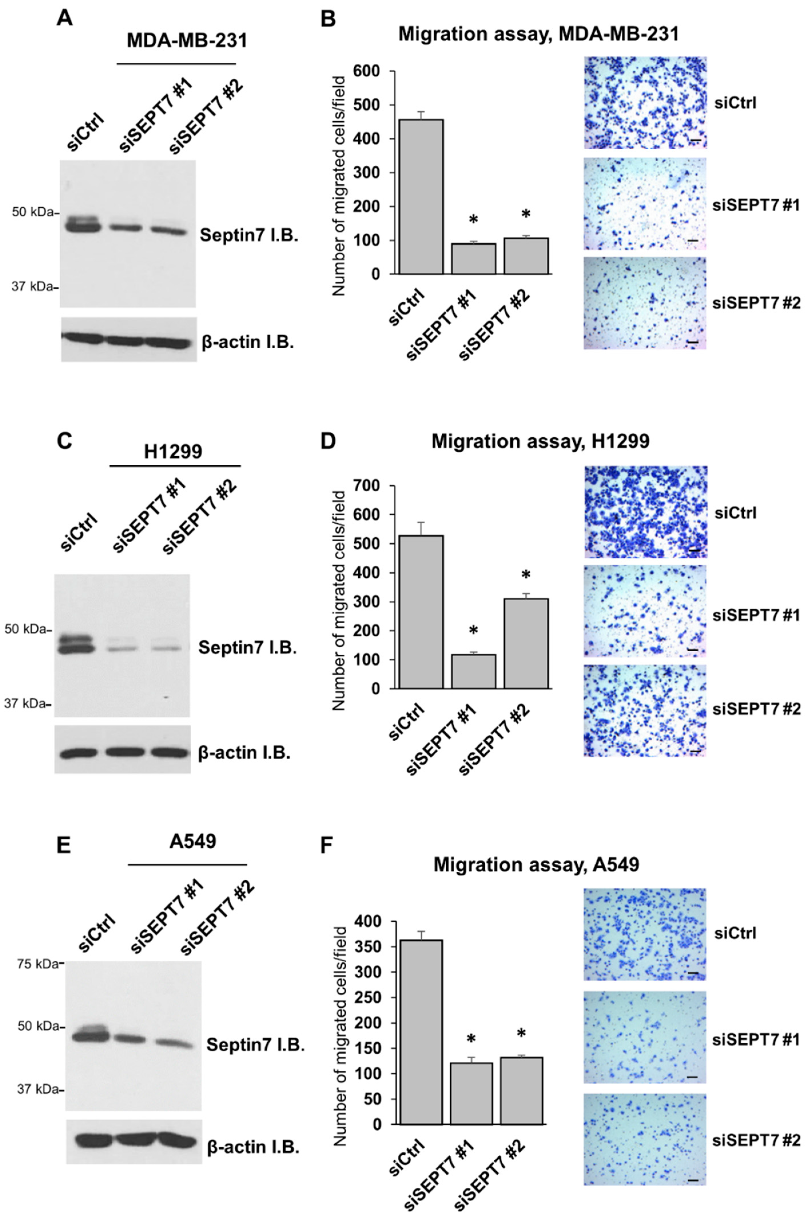 Ijms 21 04044 g005 Ijms 21 04044 g005