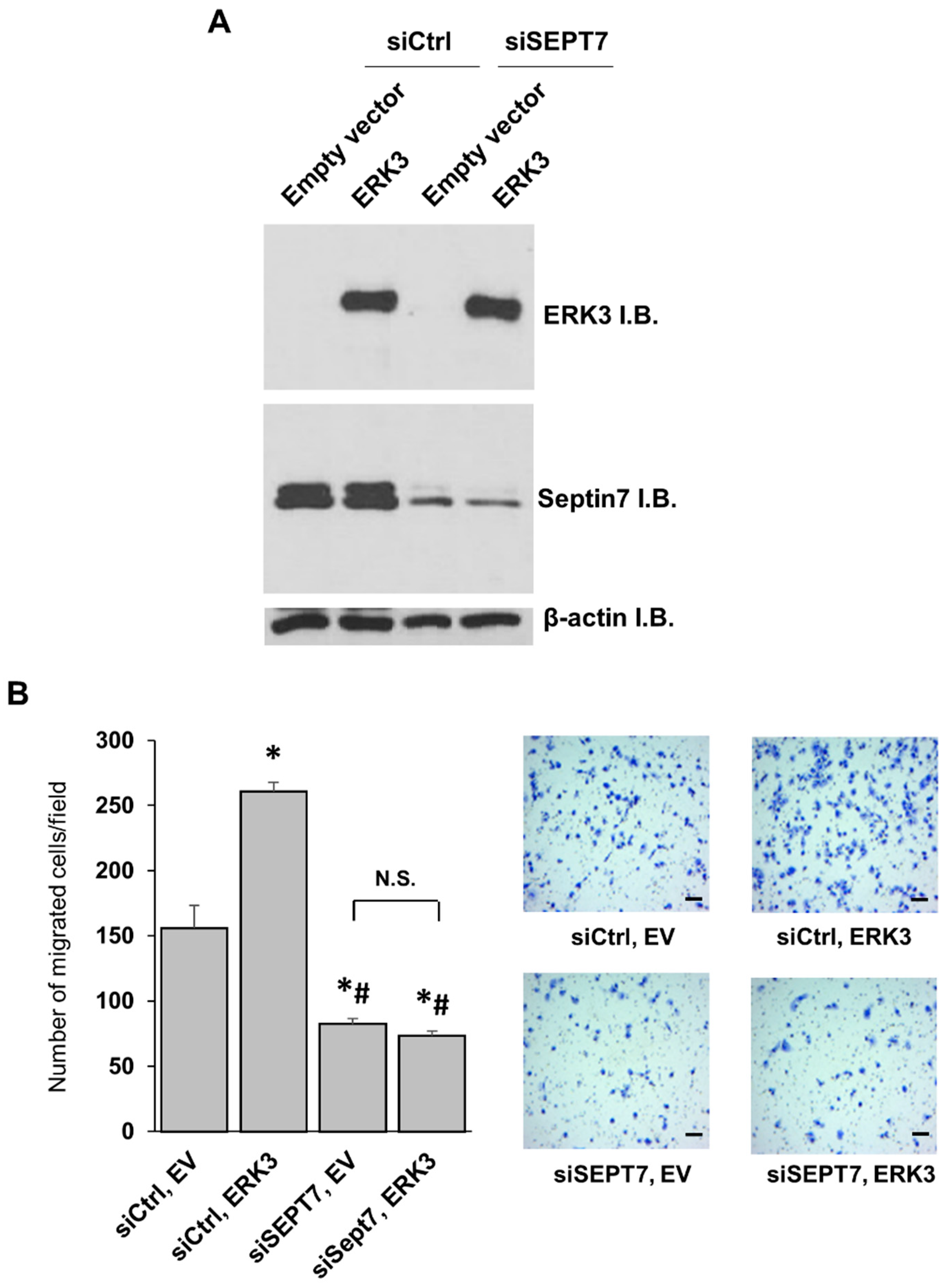 Ijms 21 04044 g006 Ijms 21 04044 g006