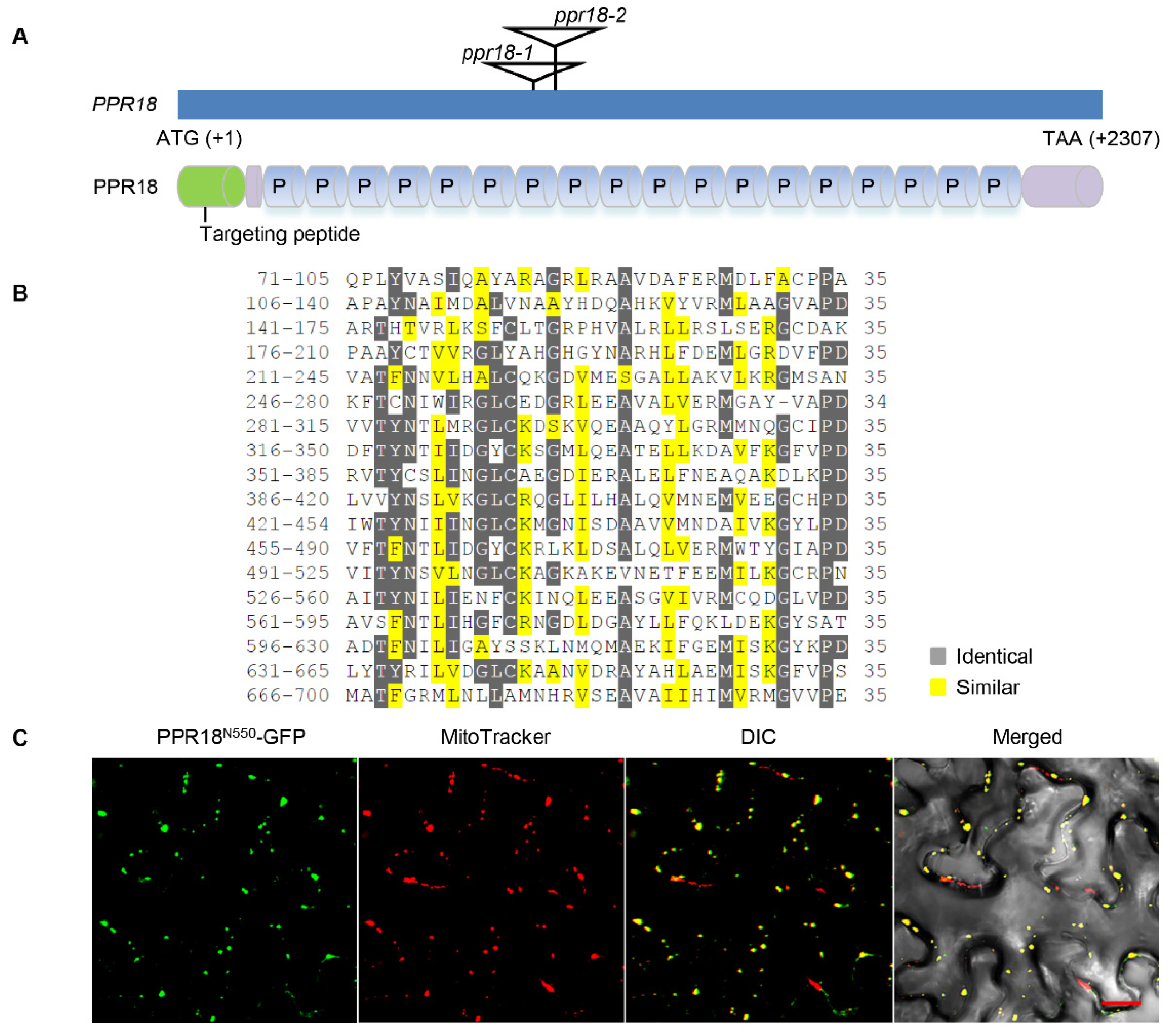 Ijms 21 04047 g001 Ijms 21 04047 g001