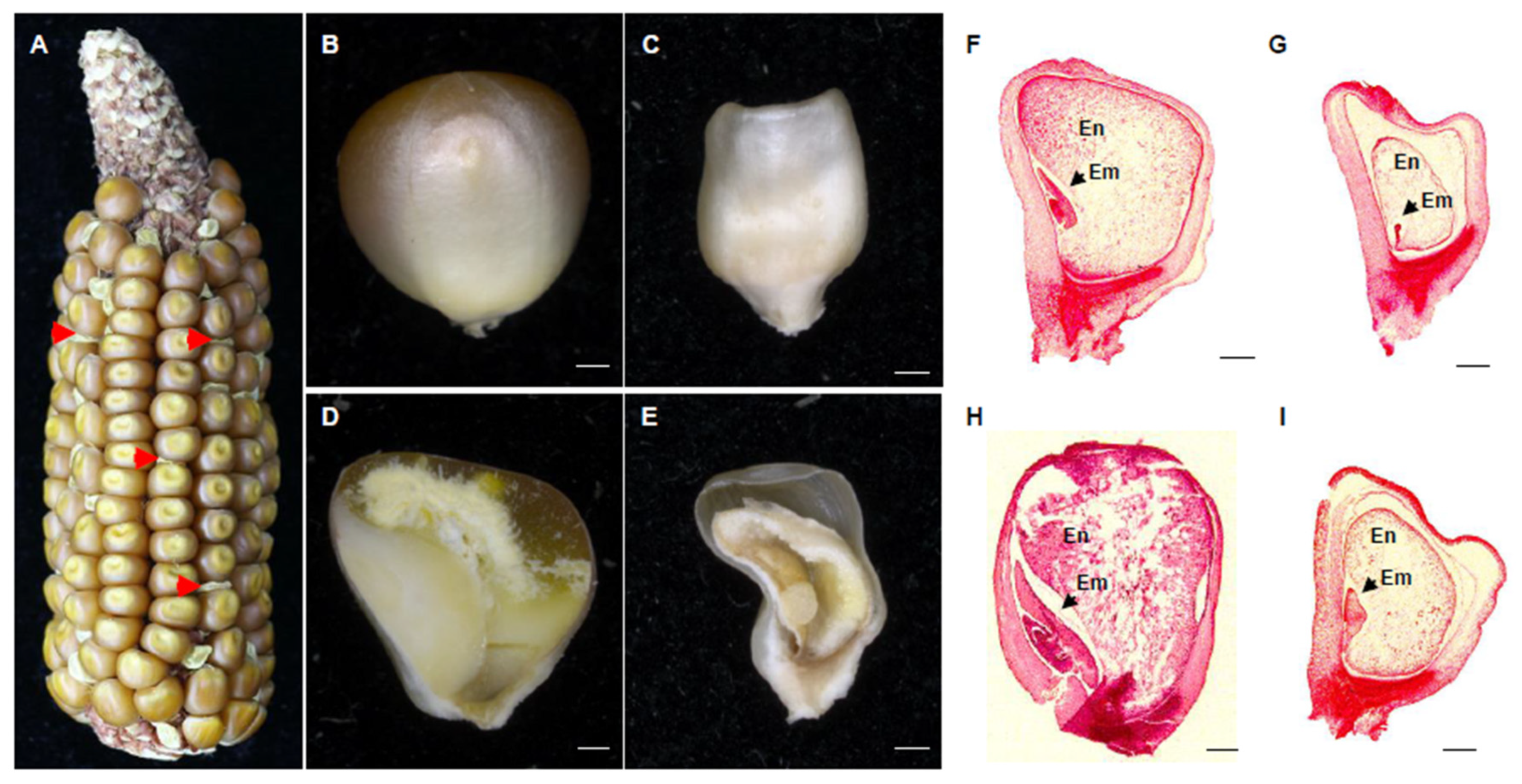 Ijms 21 04047 g002 Ijms 21 04047 g002