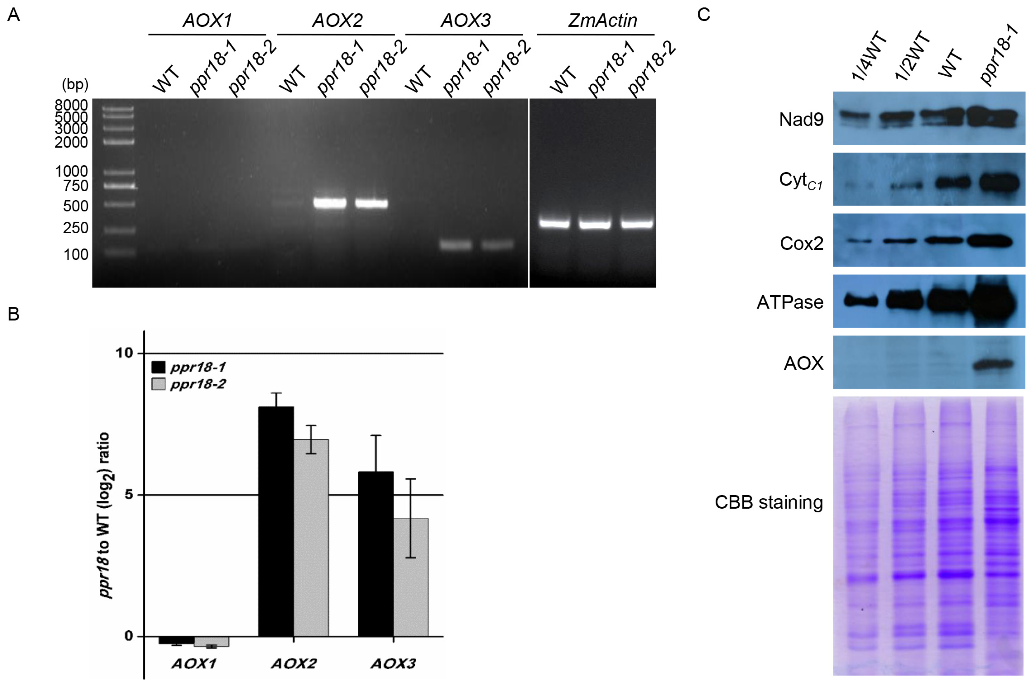 Ijms 21 04047 g003 Ijms 21 04047 g003
