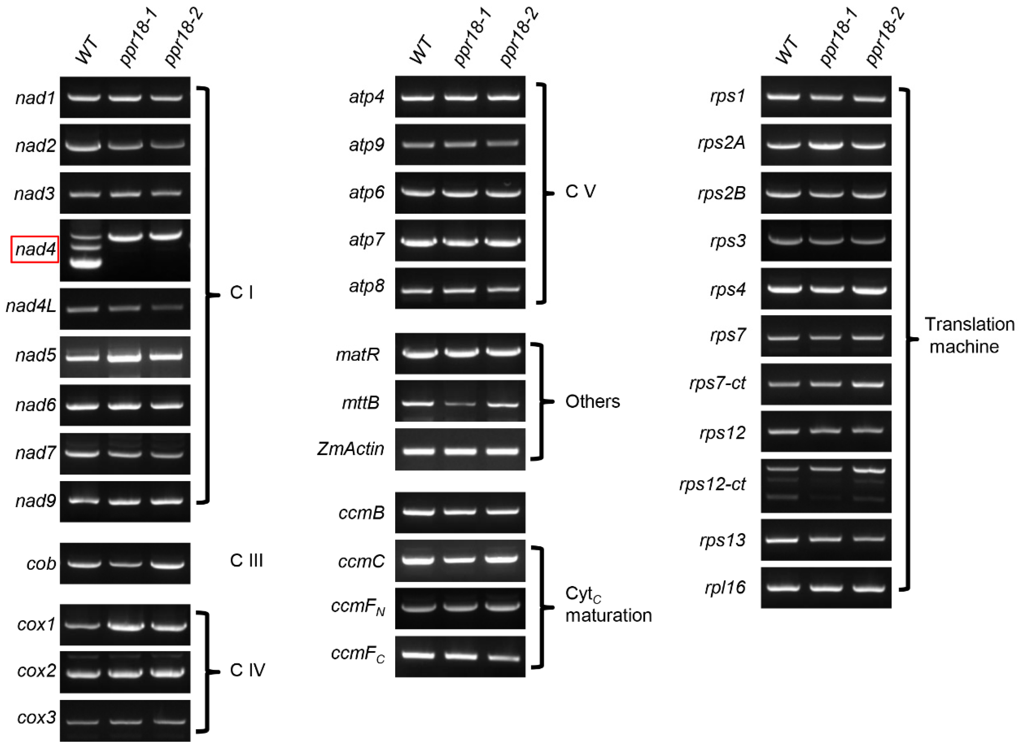 Ijms 21 04047 g005 Ijms 21 04047 g005