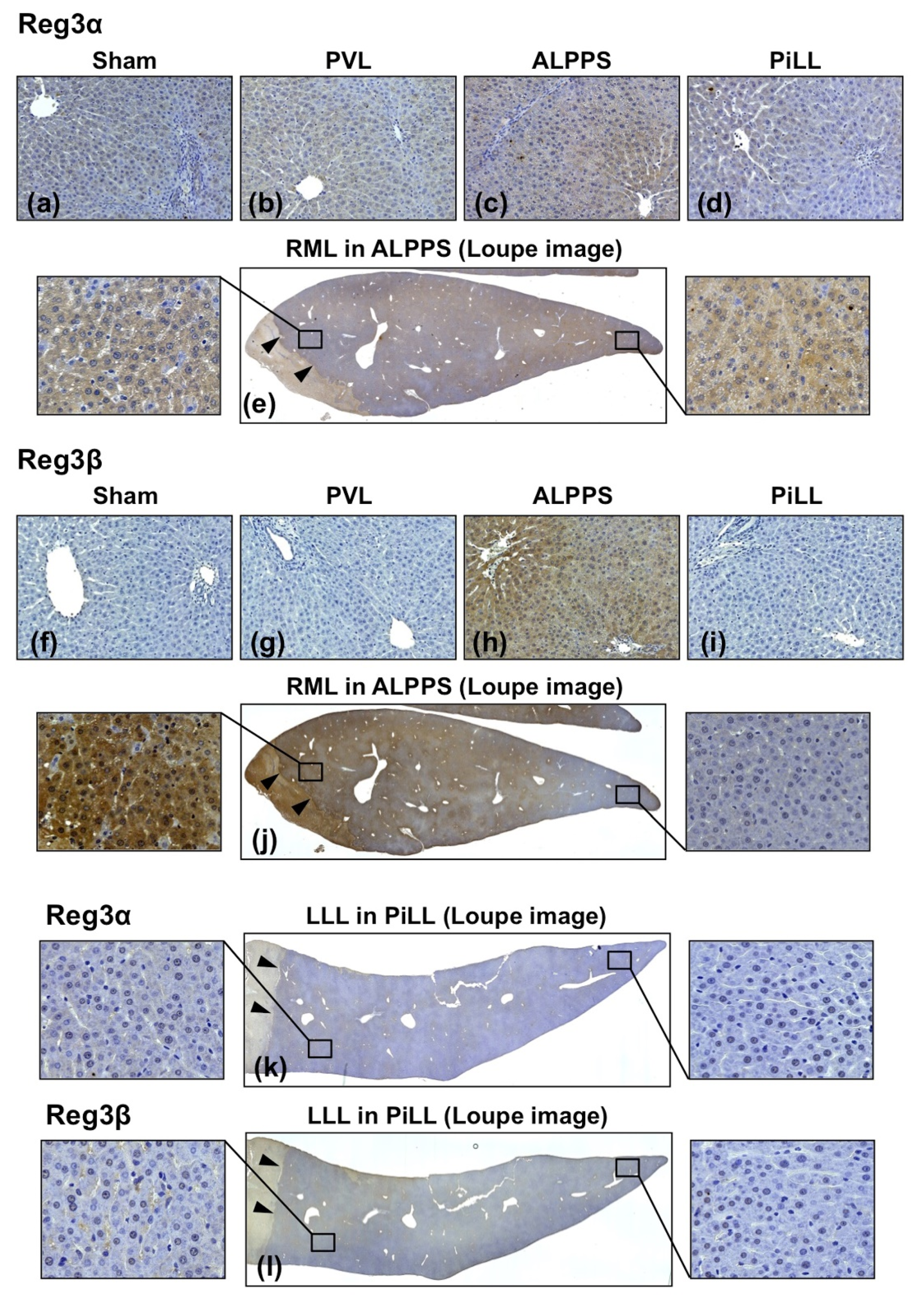 Ijms 21 04077 g009 Ijms 21 04077 g009