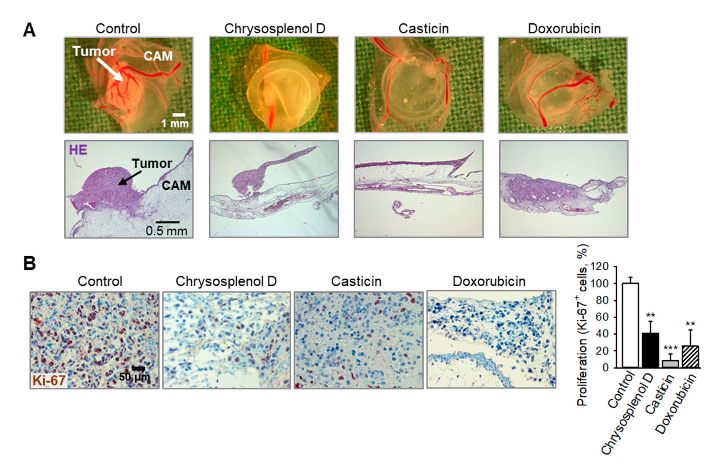 Ijms 21 04090 g005 Ijms 21 04090 g005