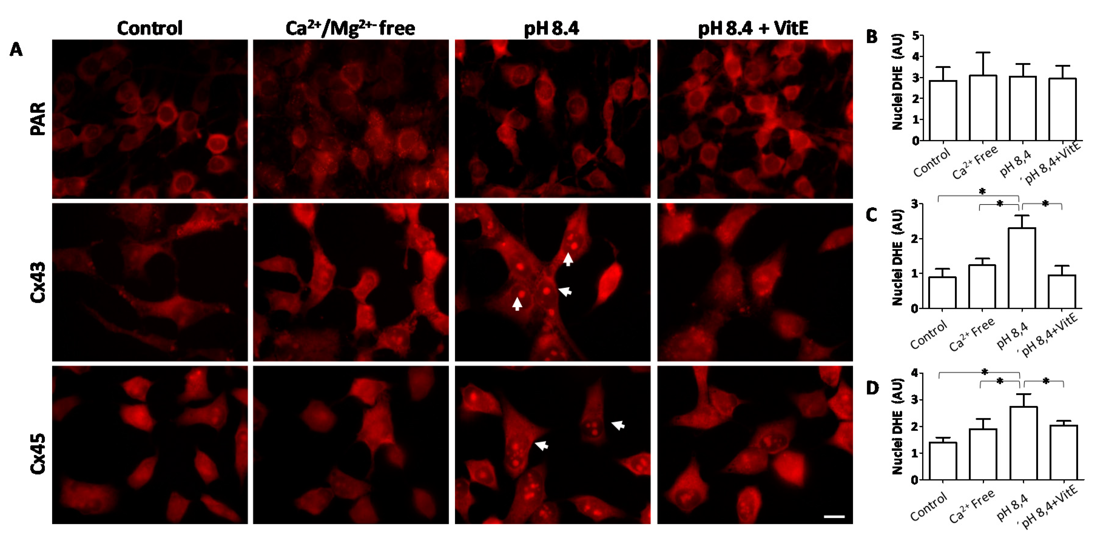 Ijms 21 04094 g006 Ijms 21 04094 g006