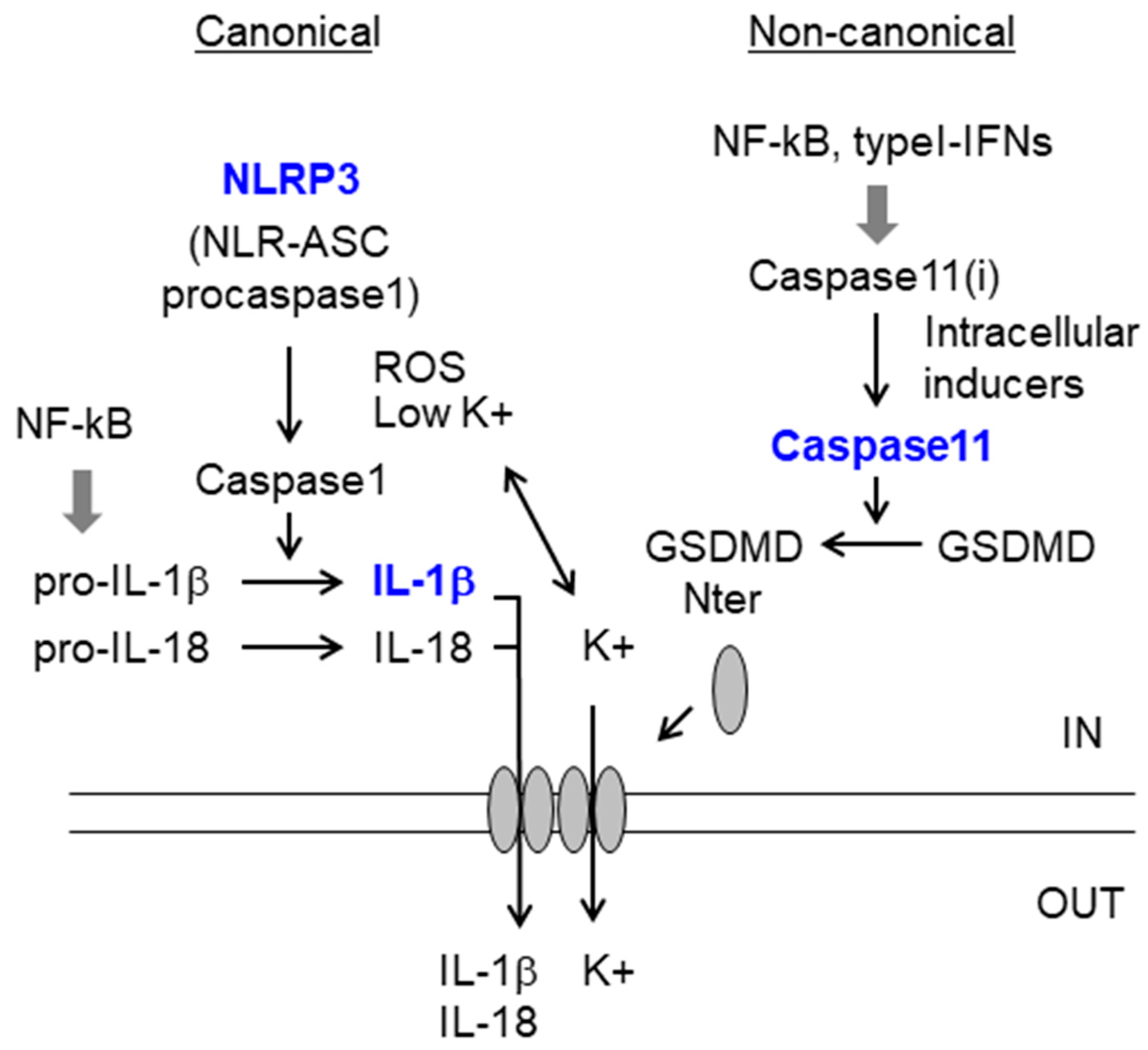 Ijms 21 04096 g002 Ijms 21 04096 g002