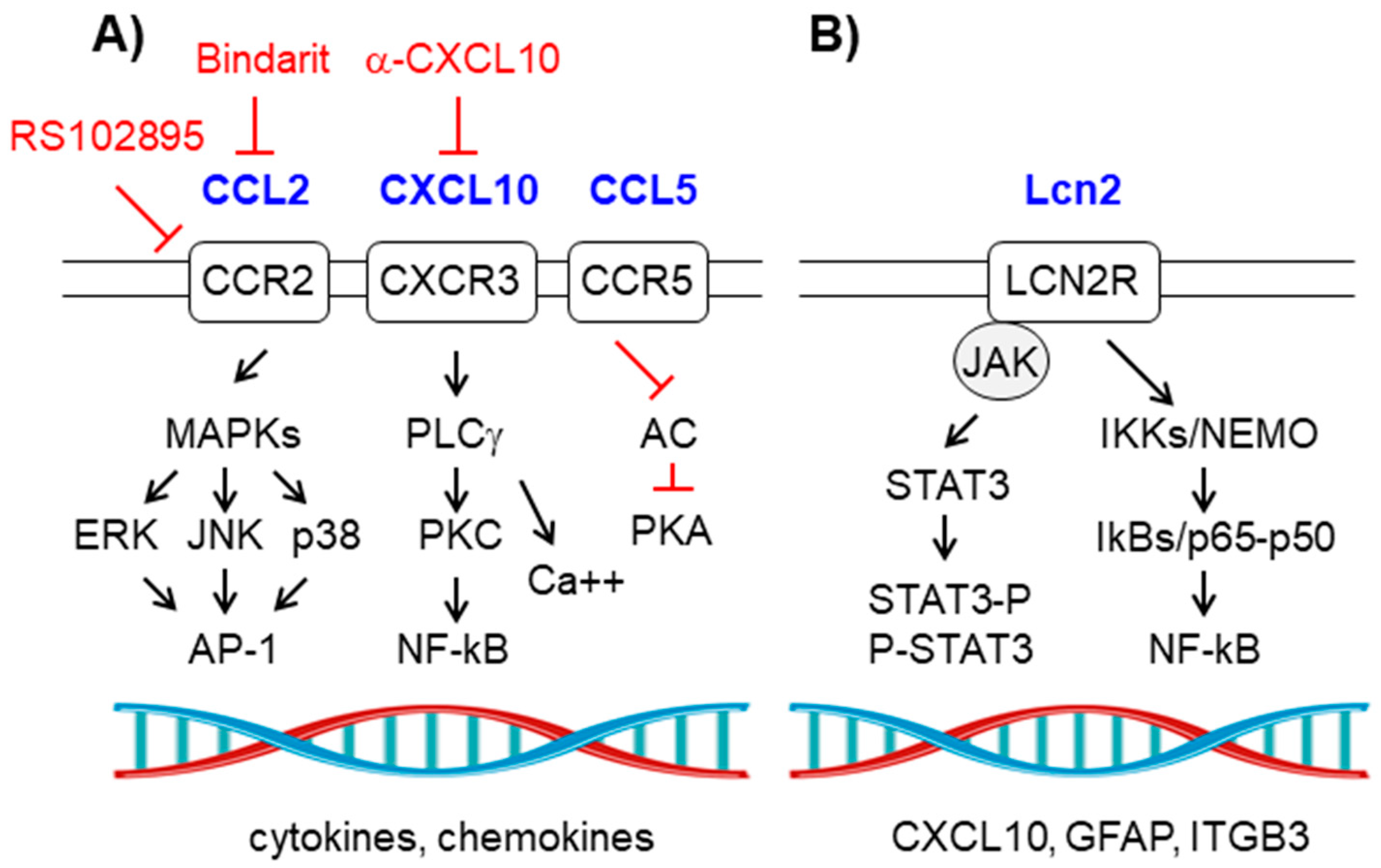 Ijms 21 04096 g005 Ijms 21 04096 g005