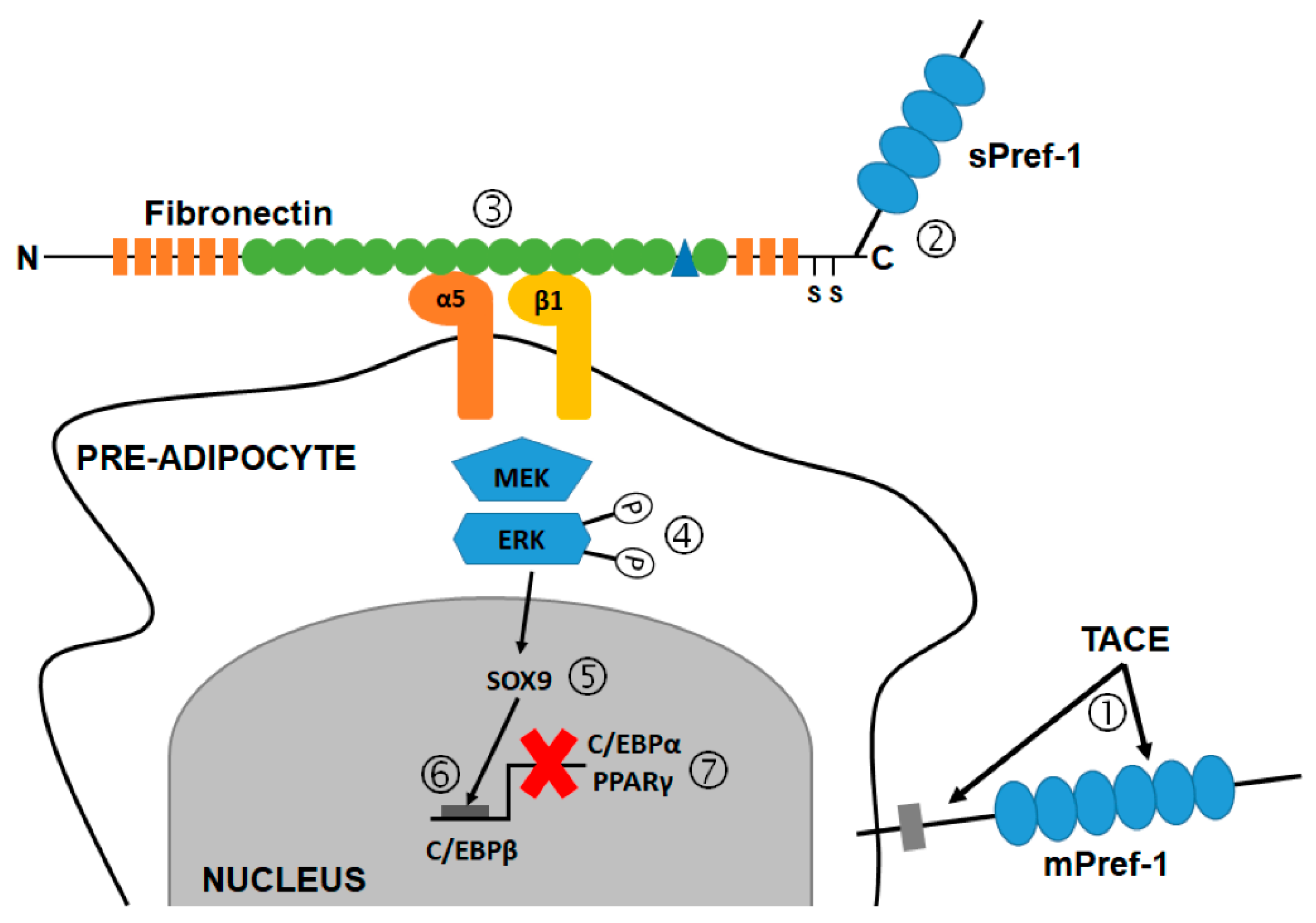 Ijms 21 04104 g007 Ijms 21 04104 g007