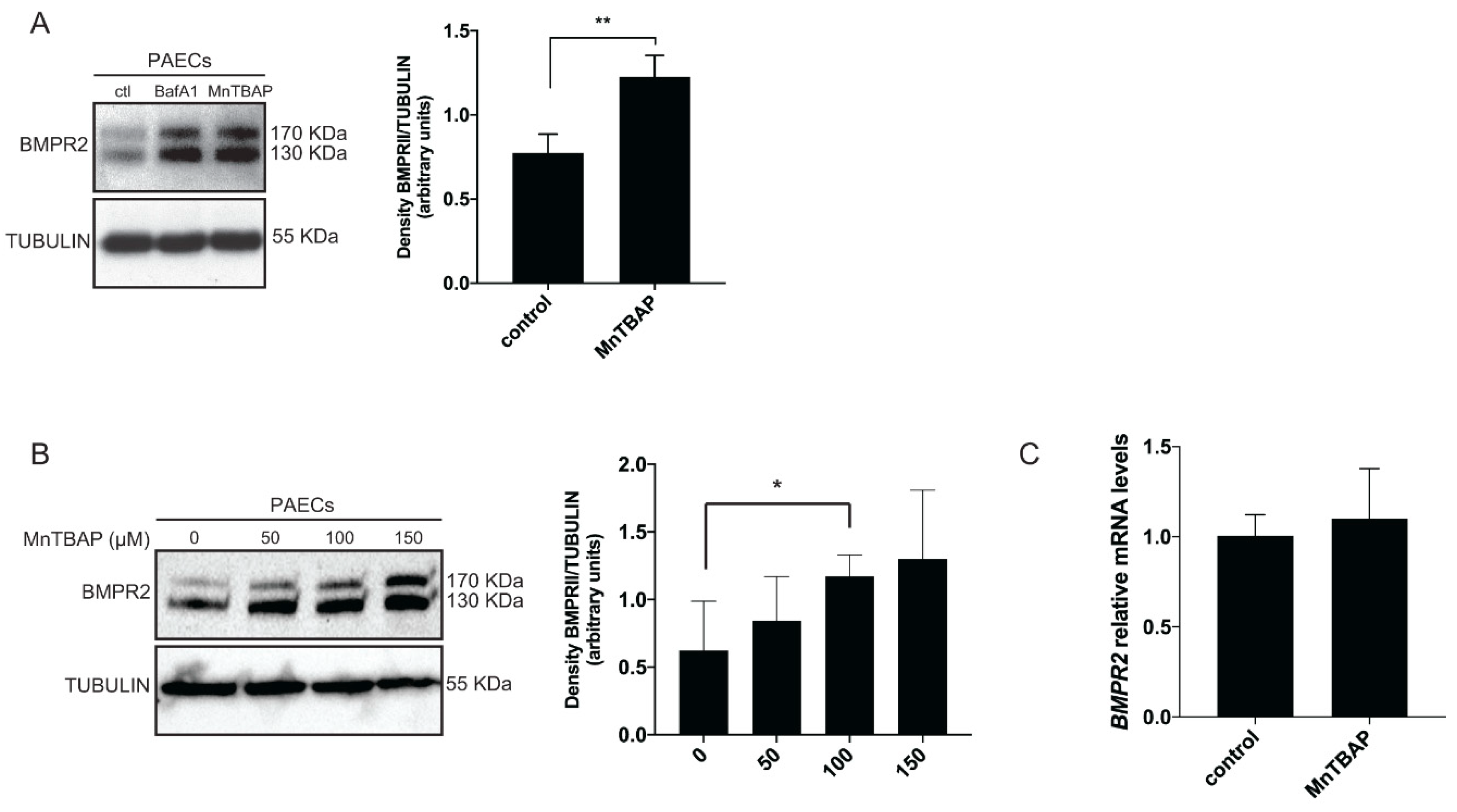 Ijms 21 04130 g001 Ijms 21 04130 g001