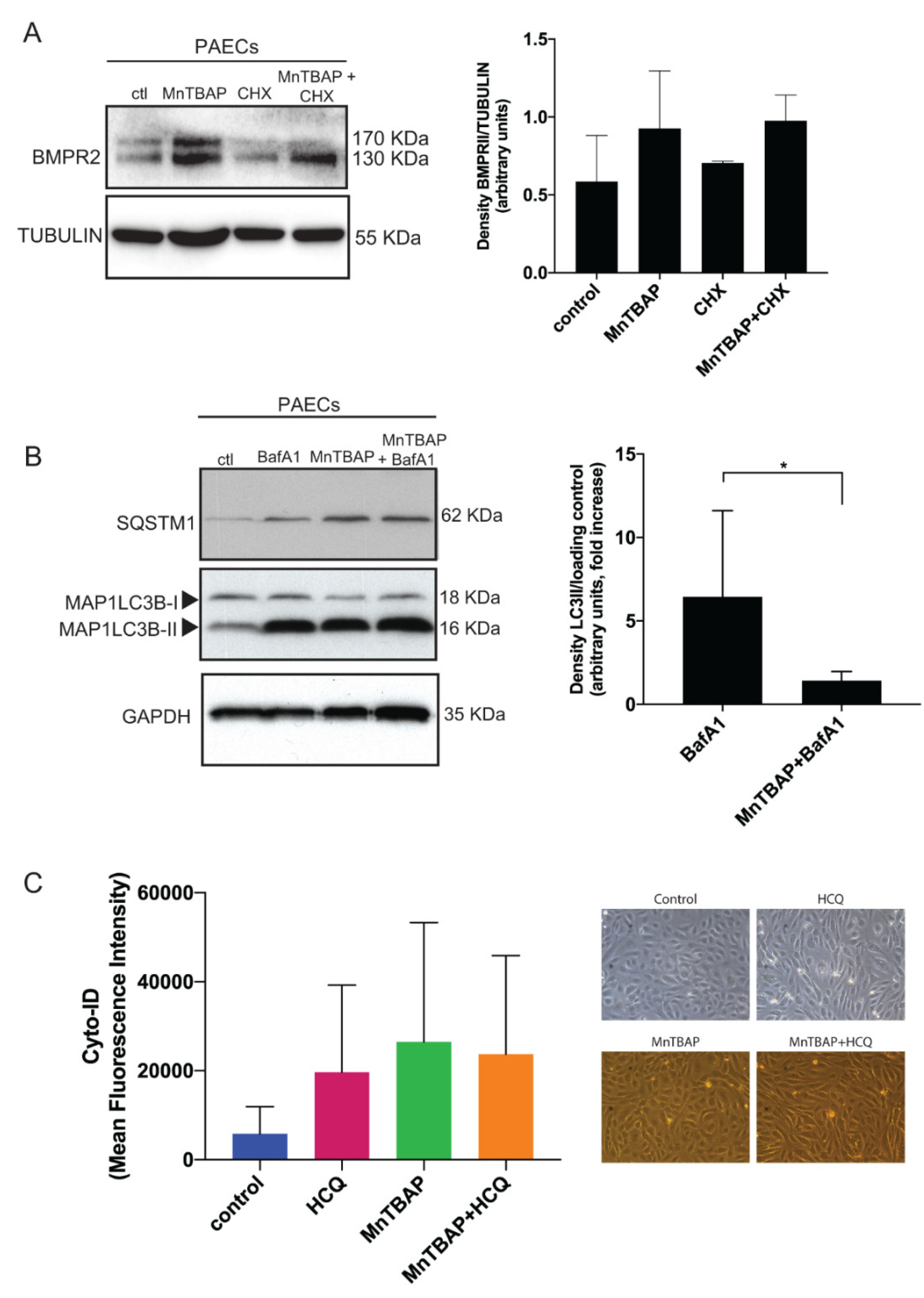 Ijms 21 04130 g002 Ijms 21 04130 g002