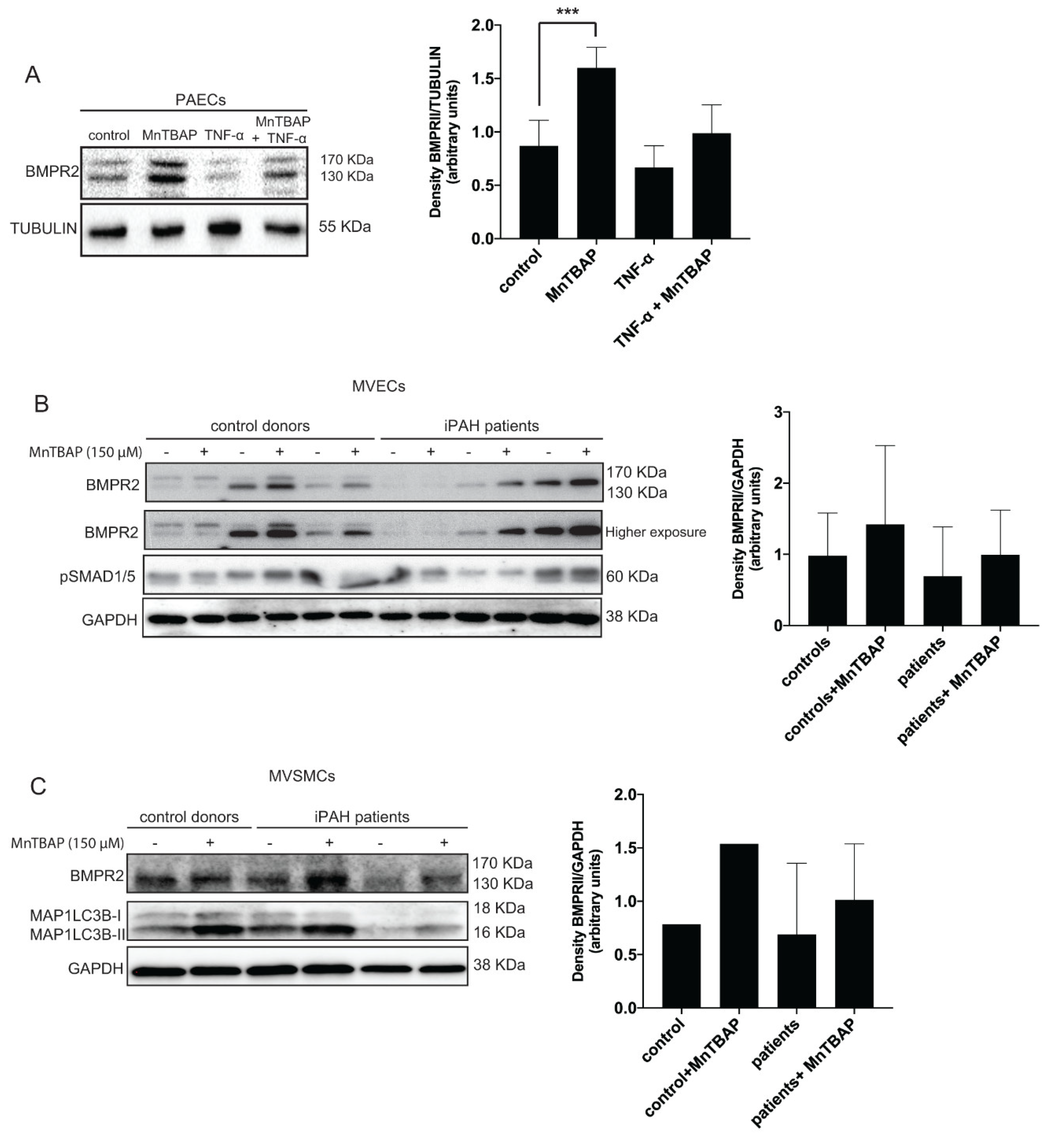 Ijms 21 04130 g003 Ijms 21 04130 g003
