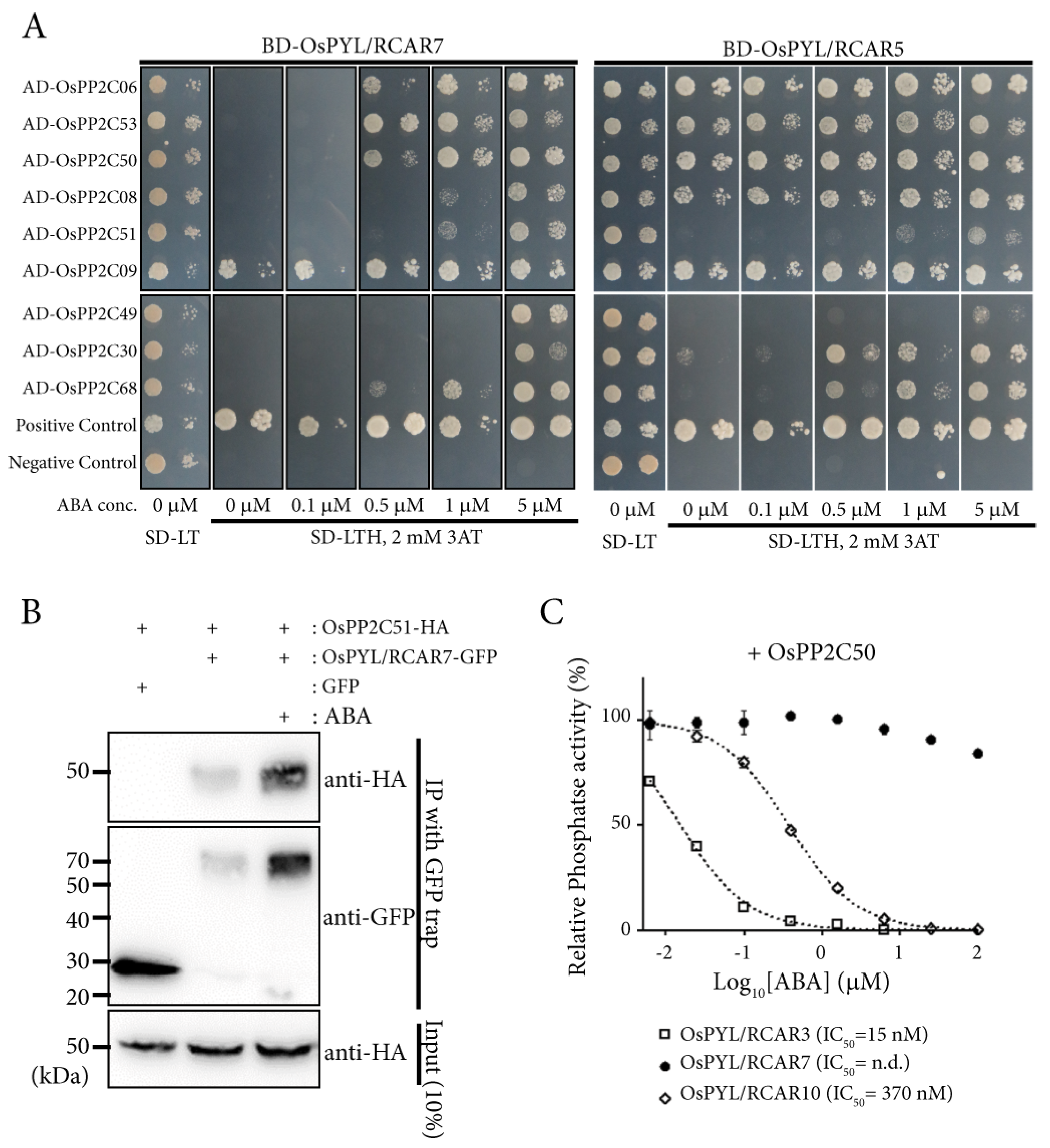 Ijms 21 04163 g005 Ijms 21 04163 g005