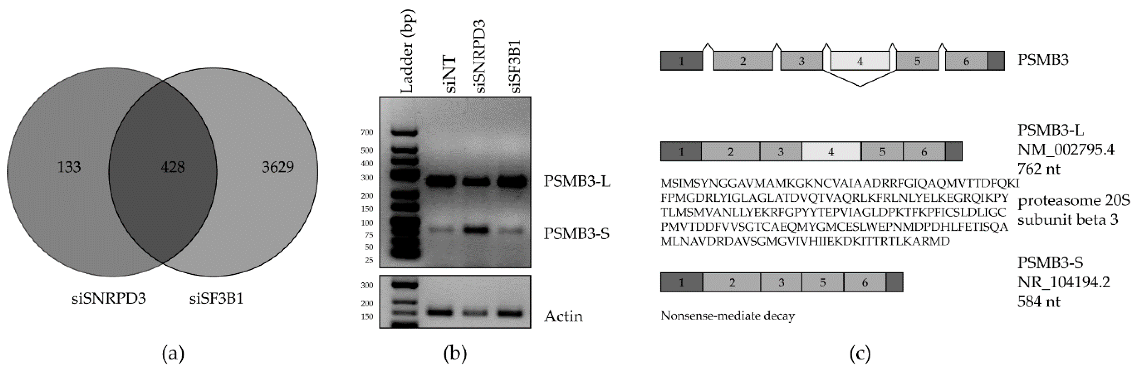 Ijms 21 04192 g002 Ijms 21 04192 g002