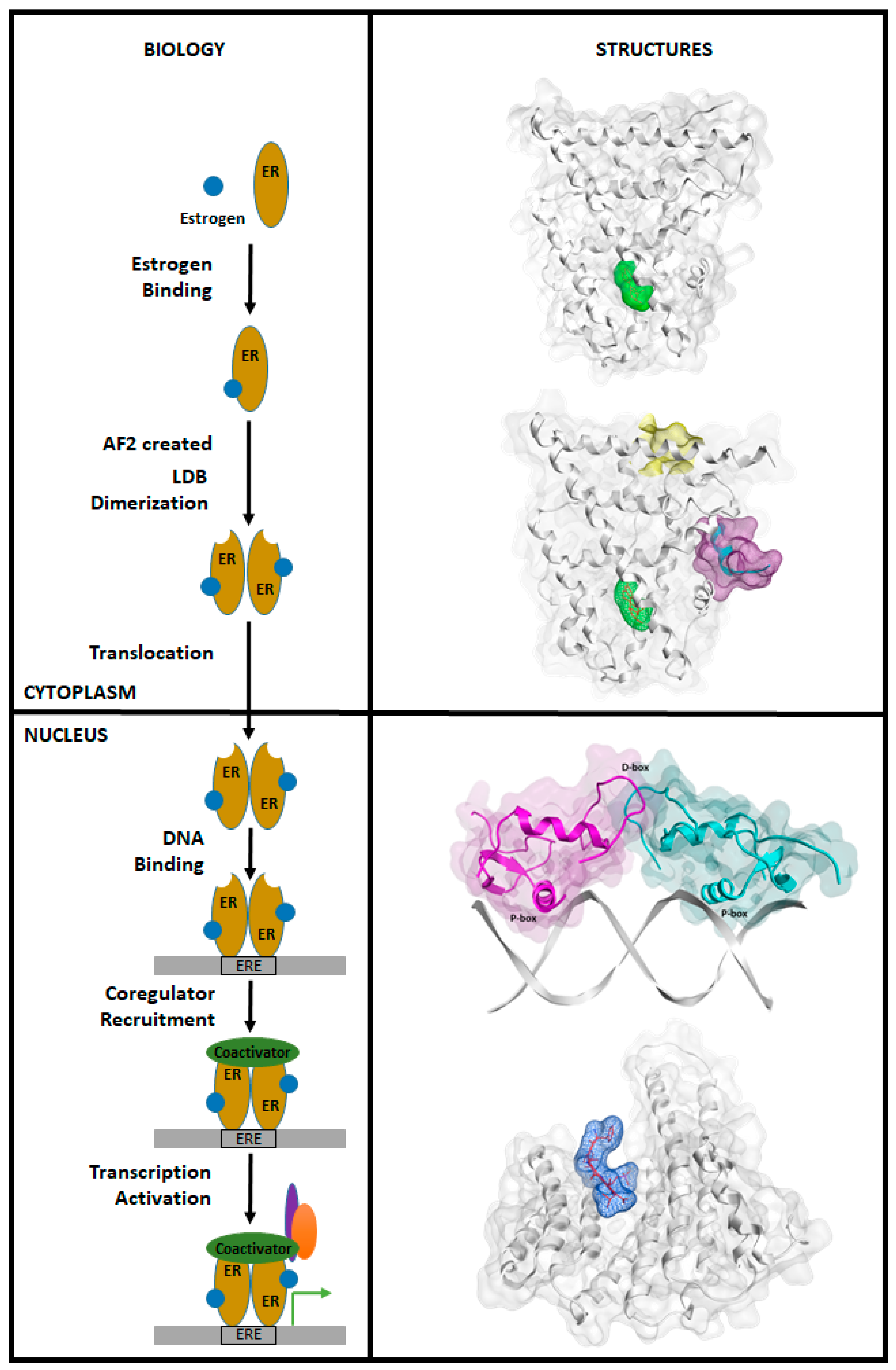 Ijms 21 04193 g004 Ijms 21 04193 g004