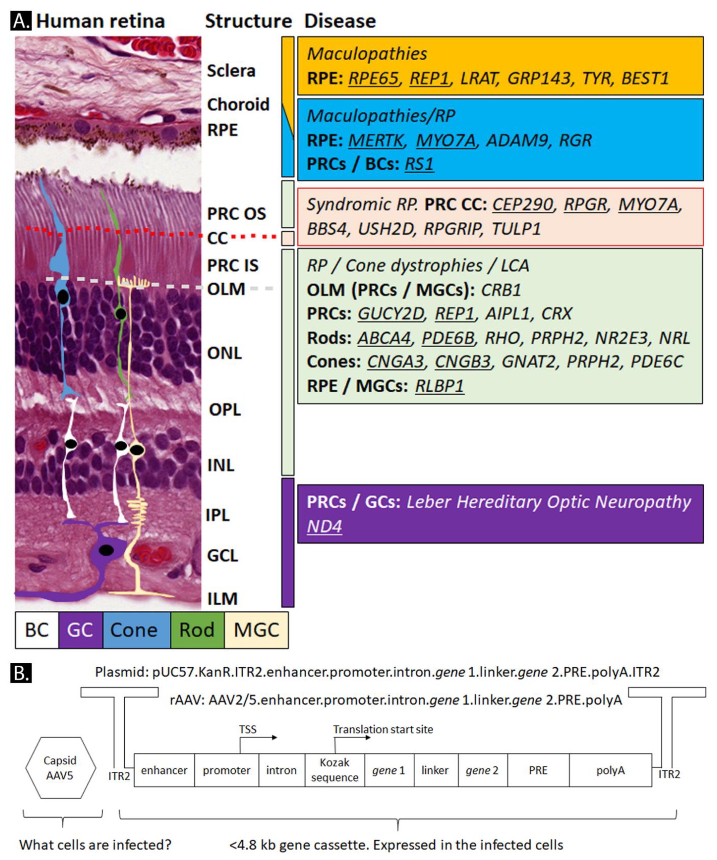 Ijms 21 04197 g002 Ijms 21 04197 g002