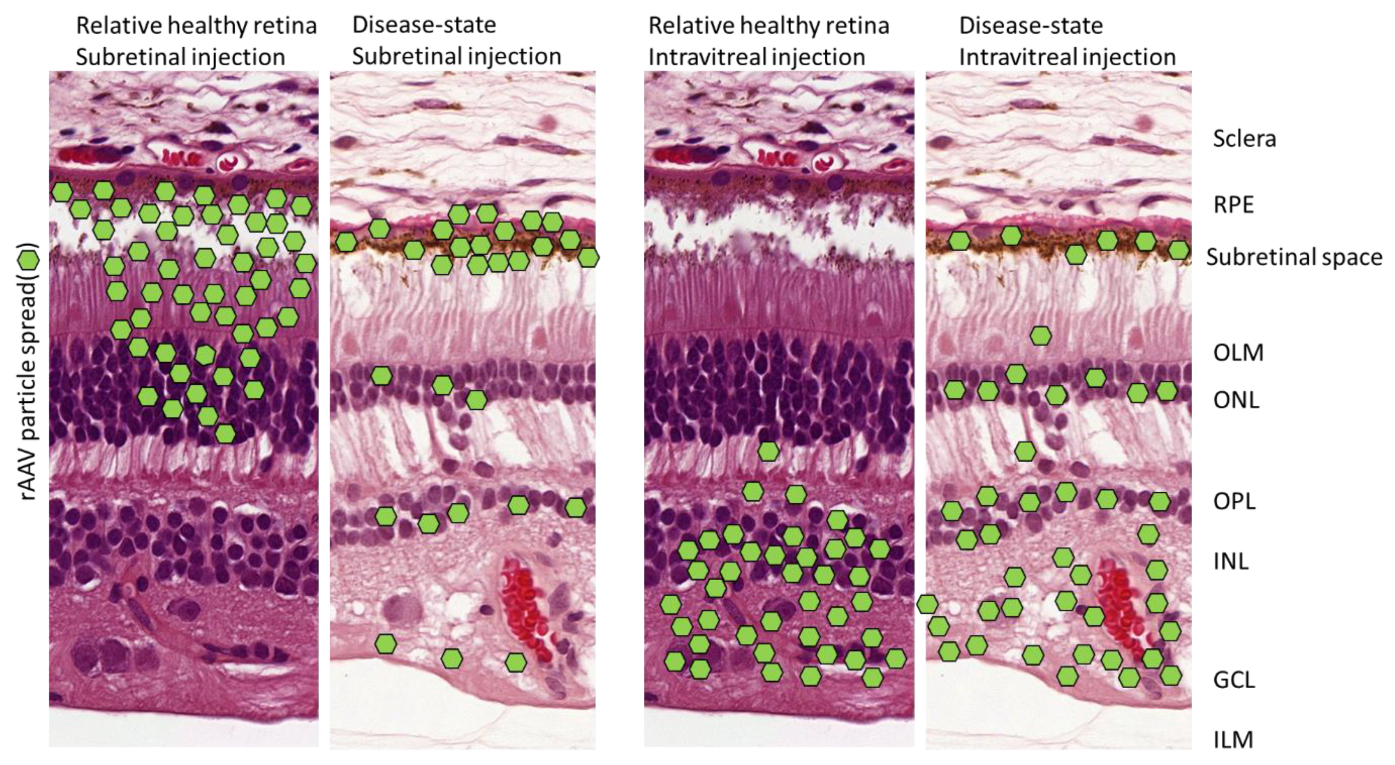 Ijms 21 04197 g005 Ijms 21 04197 g005