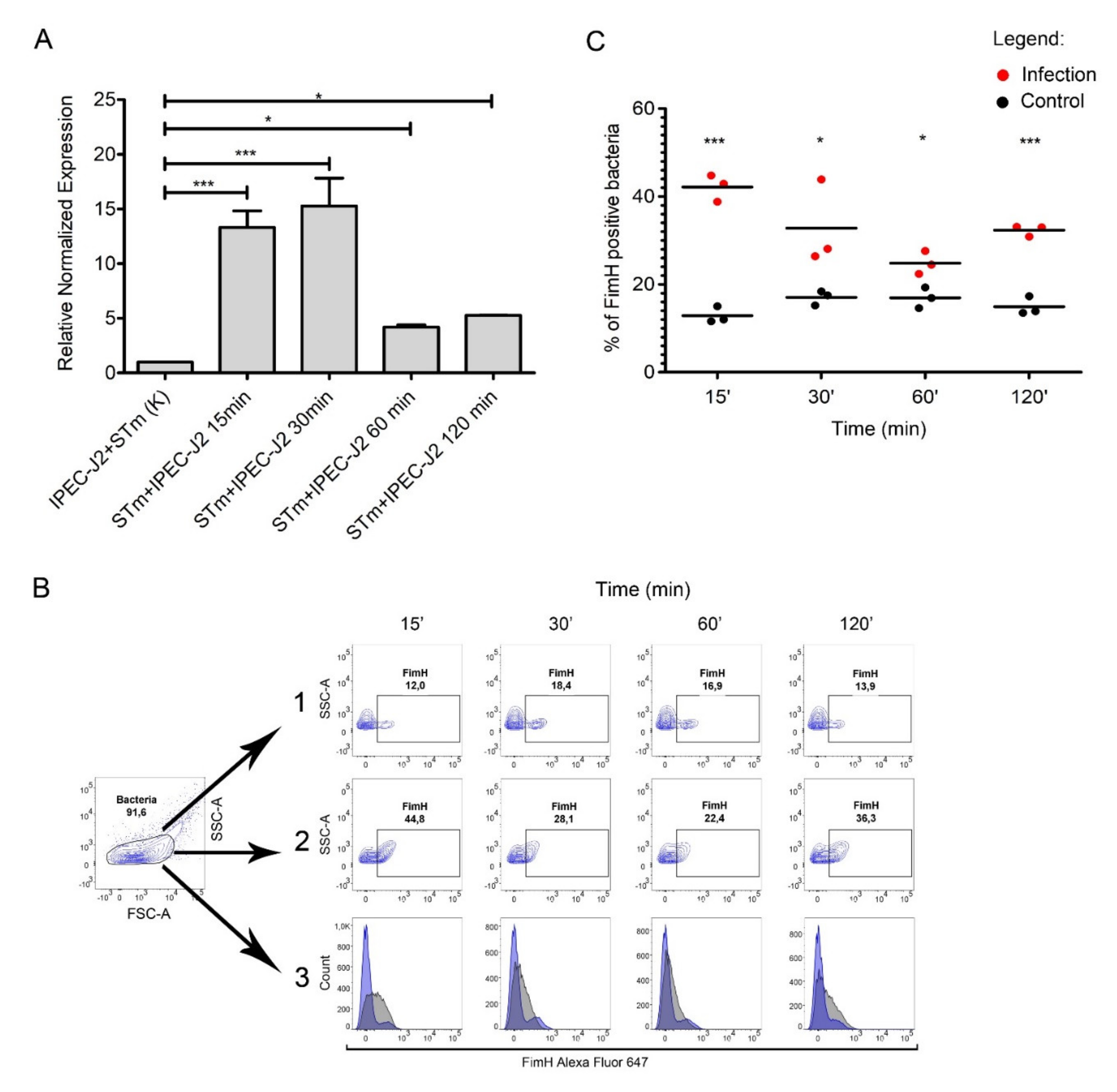 Ijms 21 04206 g004 Ijms 21 04206 g004
