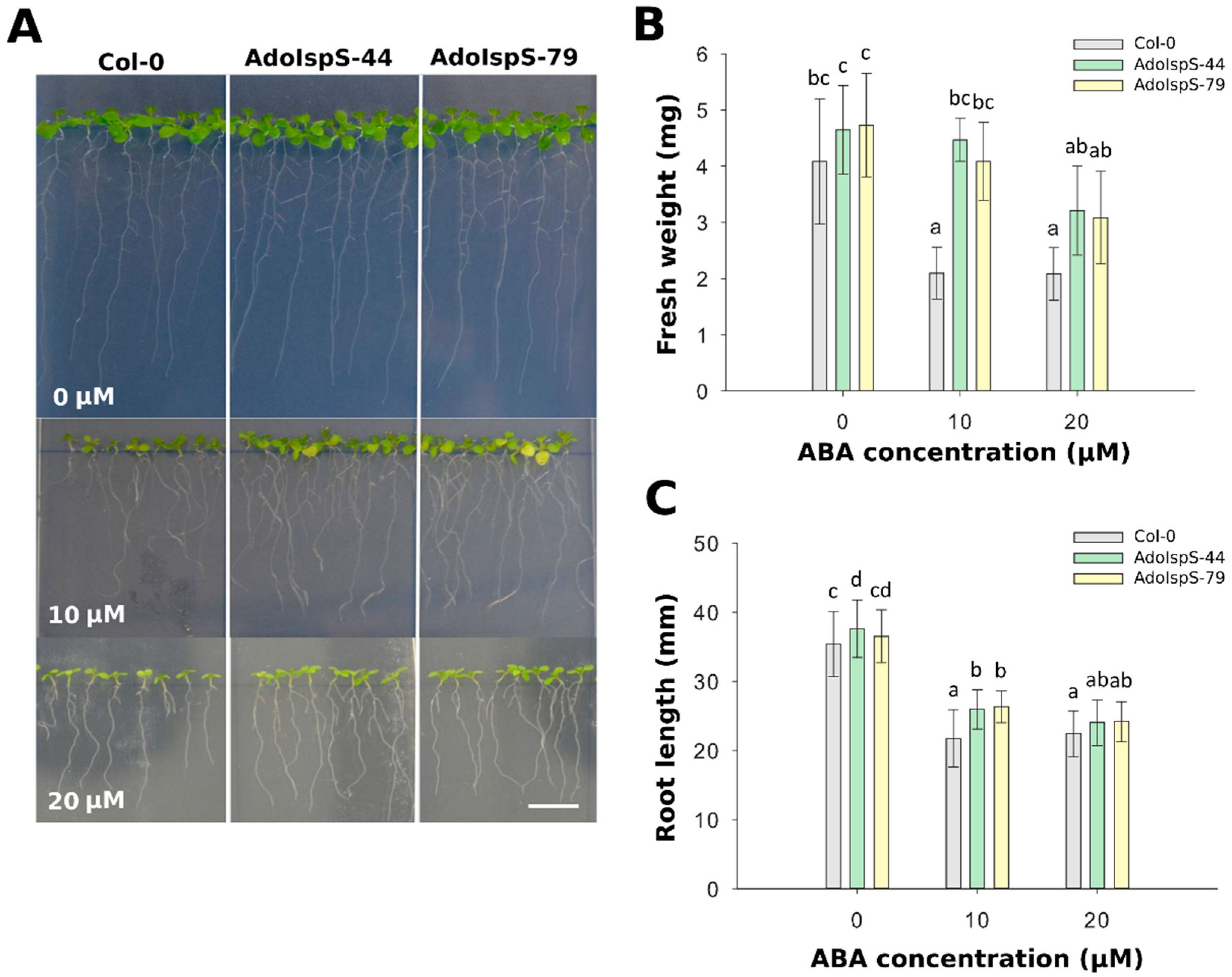 Ijms 21 04276 g002 Ijms 21 04276 g002