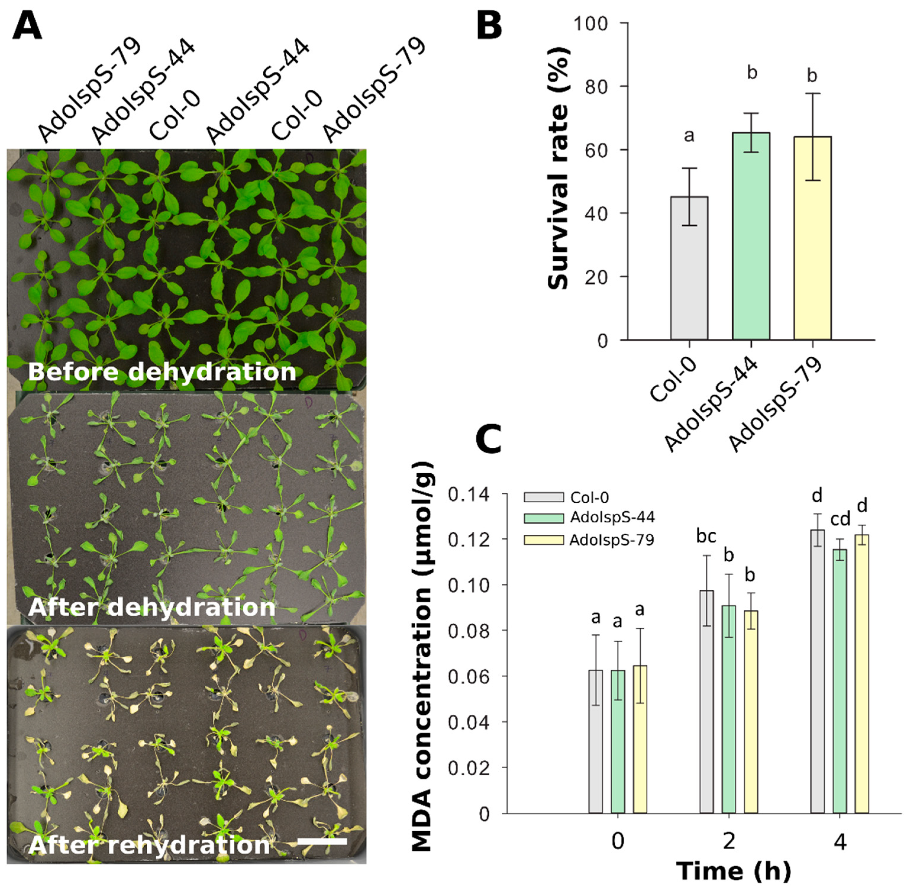 Ijms 21 04276 g005 Ijms 21 04276 g005