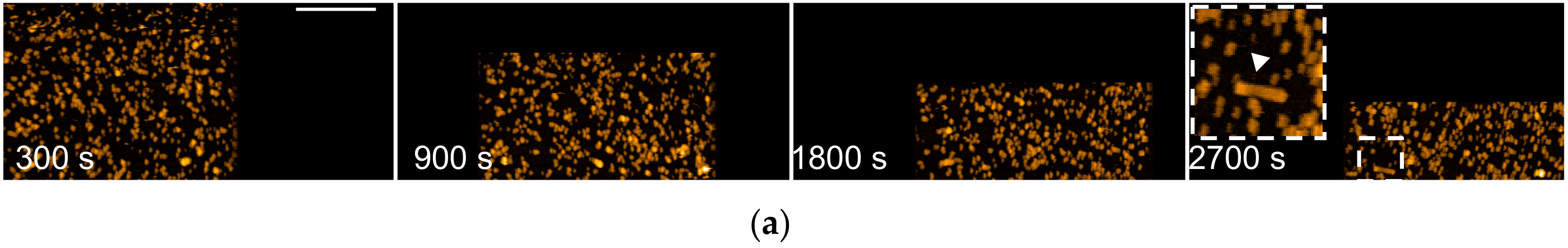 Ijms 21 04287 g006a Ijms 21 04287 g006a