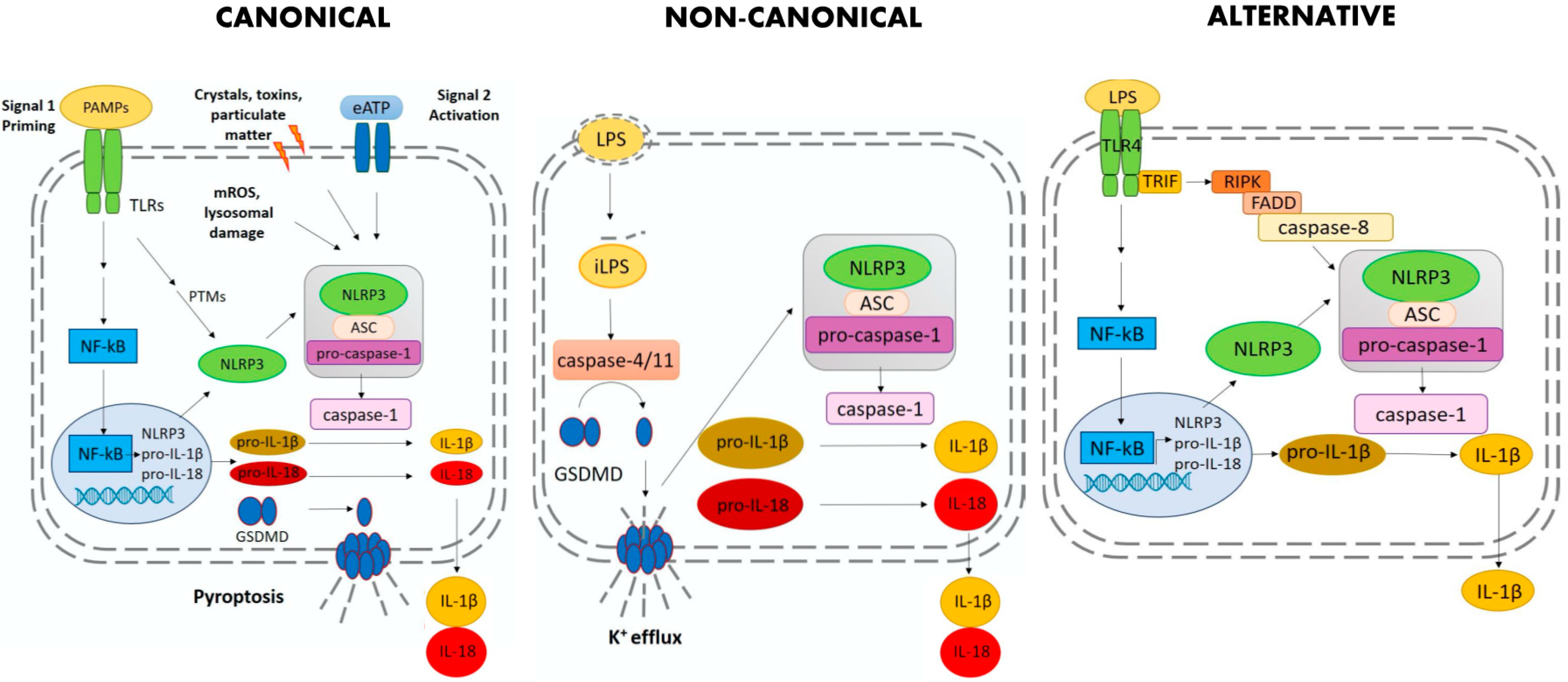 Ijms 21 04294 g001 Ijms 21 04294 g001