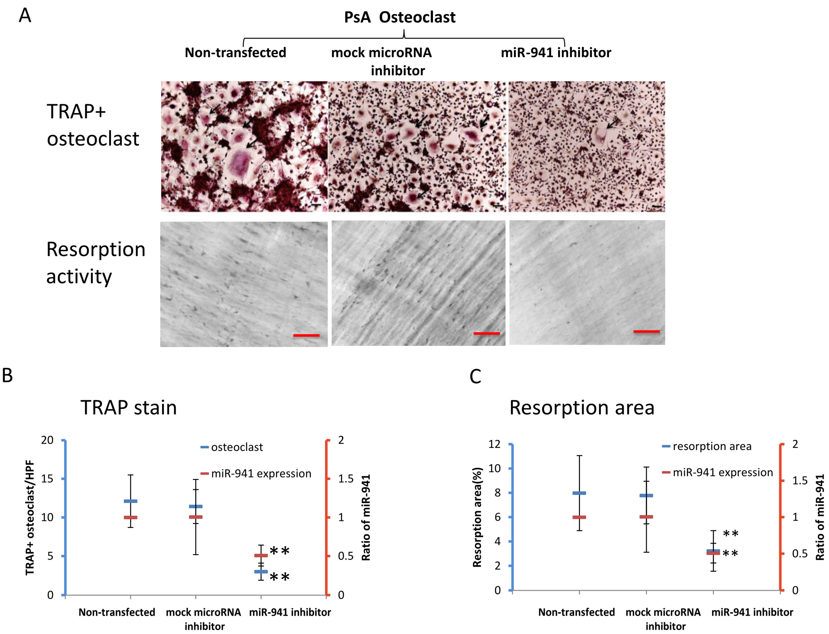 Ijms 21 04301 g003 Ijms 21 04301 g003